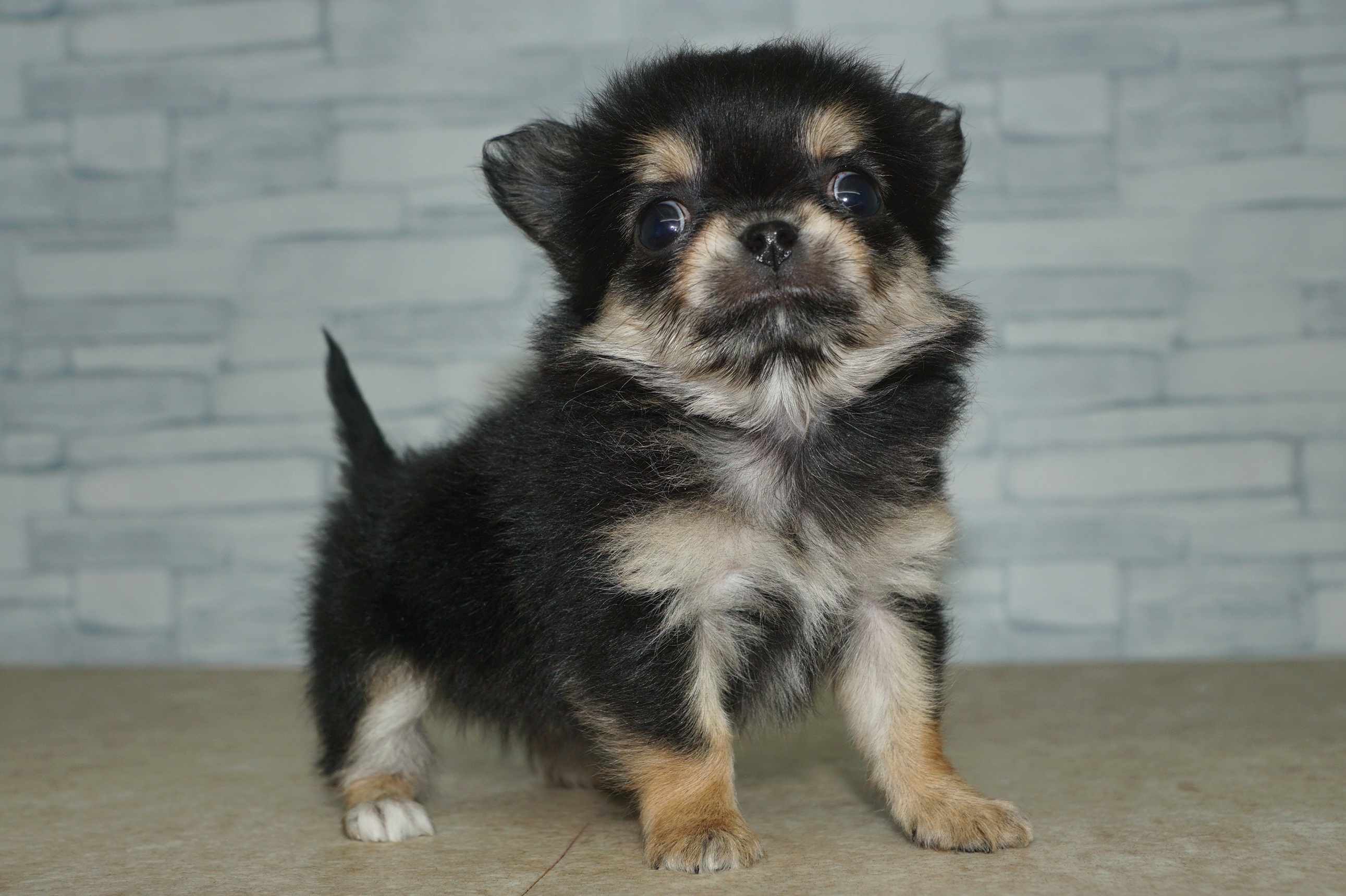 神奈川県のチワワ(ロング) (きくちペット湘南平塚店/2025年11月29日生まれ/女の子/ブラックタンホワイト)の子犬の3枚目の画像