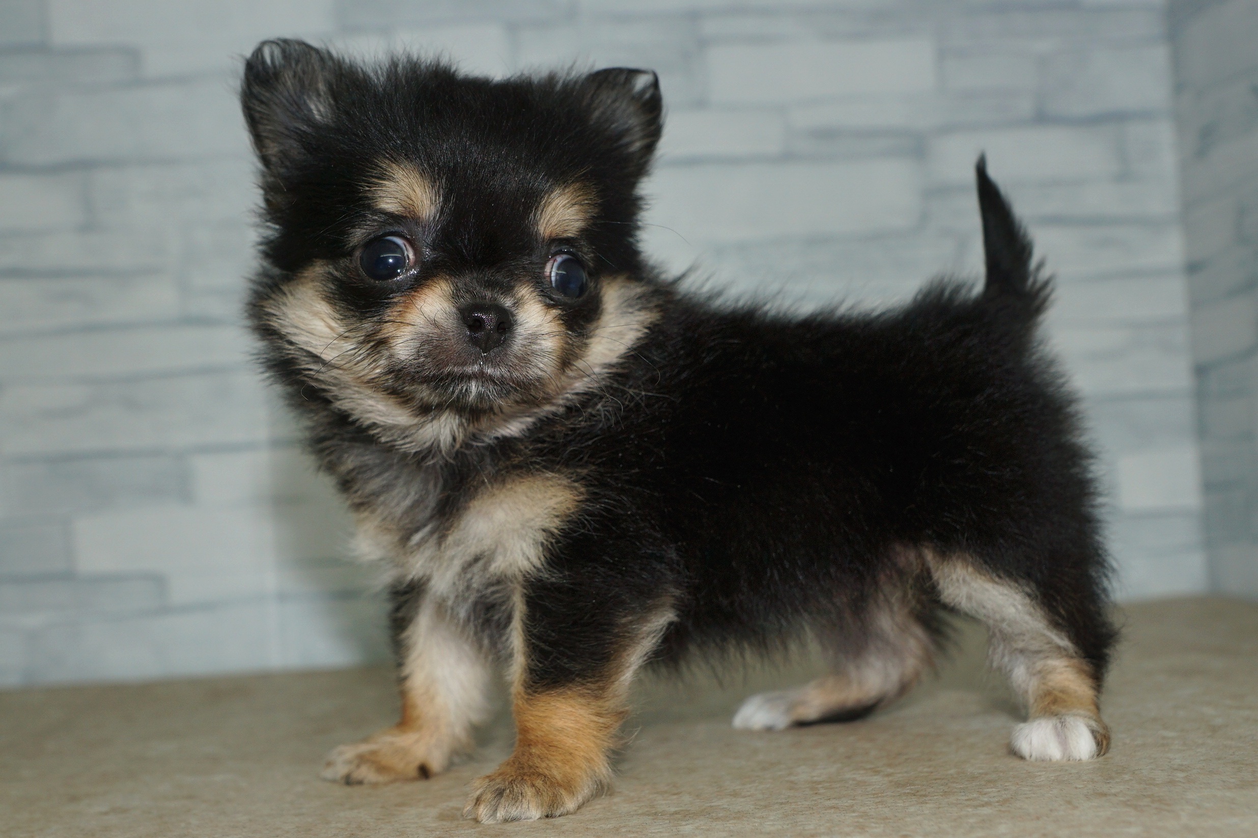 神奈川県のチワワ(ロング) (きくちペット湘南平塚店/2025年11月29日生まれ/女の子/ブラックタンホワイト)の子犬の4枚目の画像