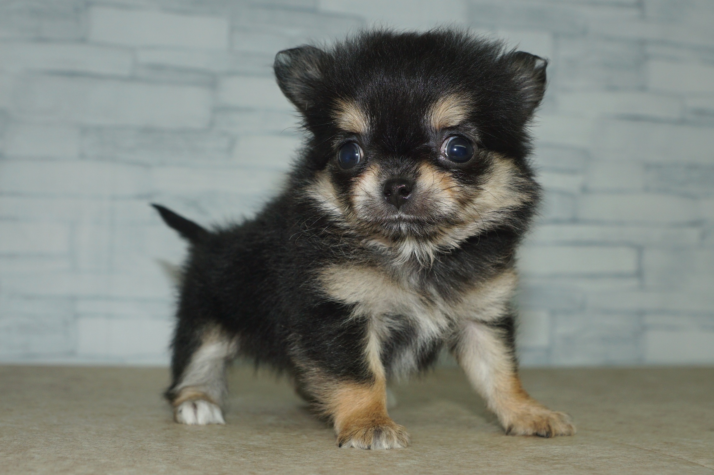 神奈川県のチワワ(ロング) (きくちペット湘南平塚店/2025年11月29日生まれ/女の子/ブラックタンホワイト)の子犬の2枚目の画像