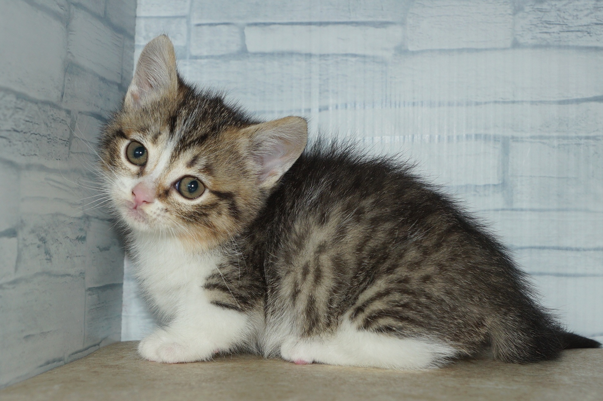 神奈川県のマンチカン (きくちペット湘南平塚店/2025年11月29日生まれ/女の子/ブラウンタビーホワイト)の子猫の2枚目の画像