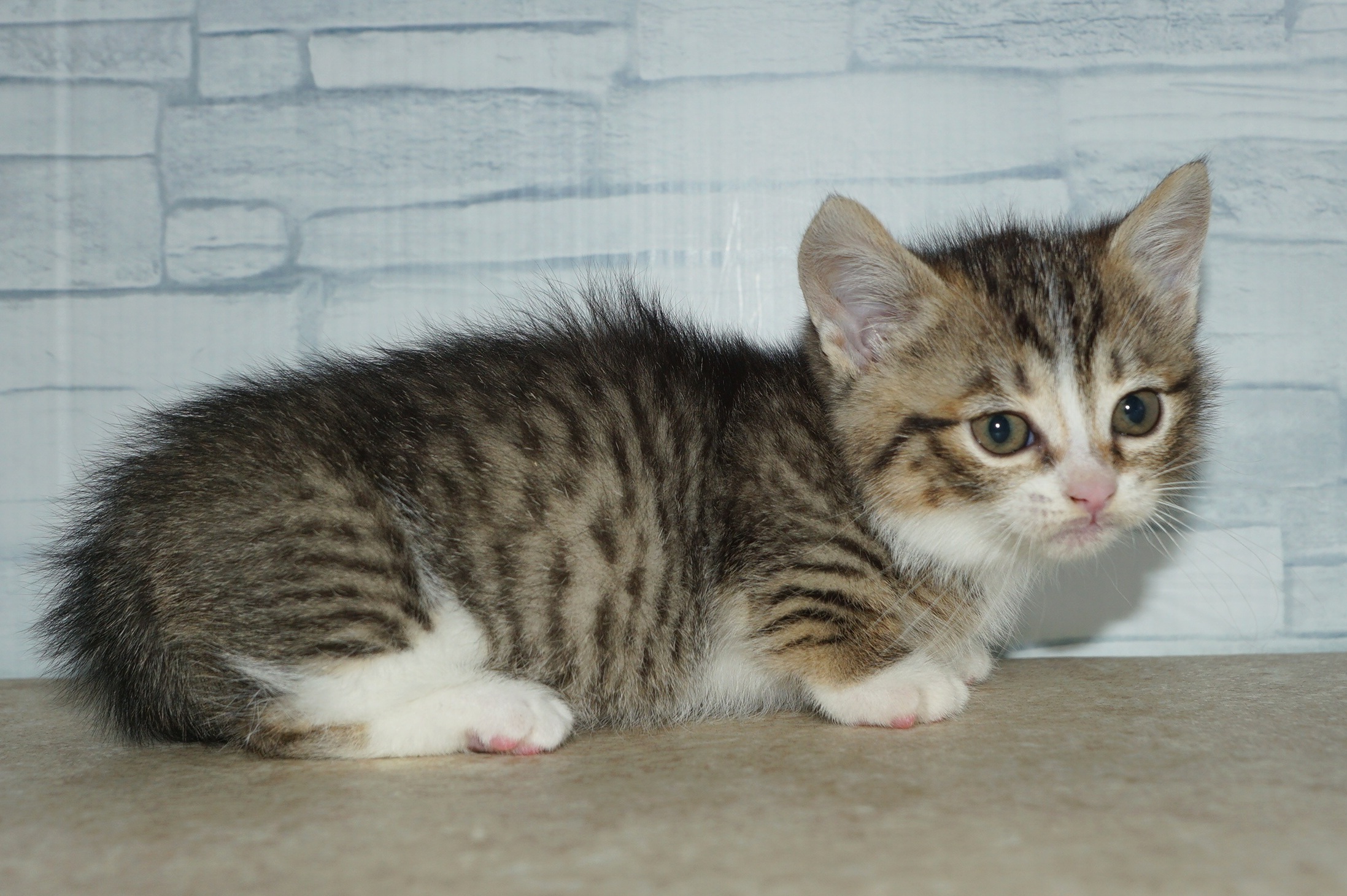 神奈川県のマンチカン (きくちペット湘南平塚店/2025年11月29日生まれ/女の子/ブラウンタビーホワイト)の子猫の3枚目の画像