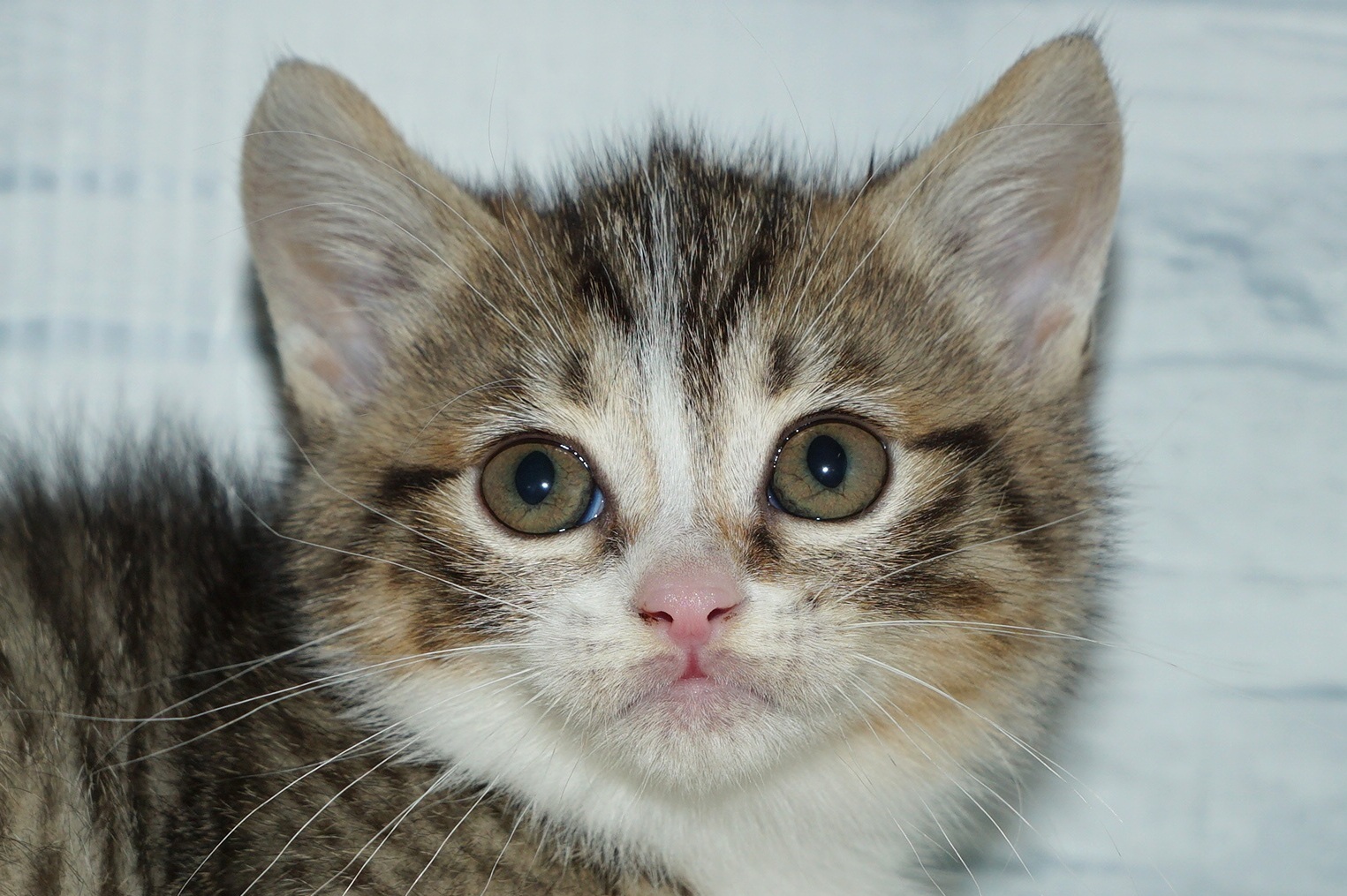 神奈川県のマンチカン (きくちペット湘南平塚店/2025年11月29日生まれ/女の子/ブラウンタビーホワイト)の子猫の1枚目の画像