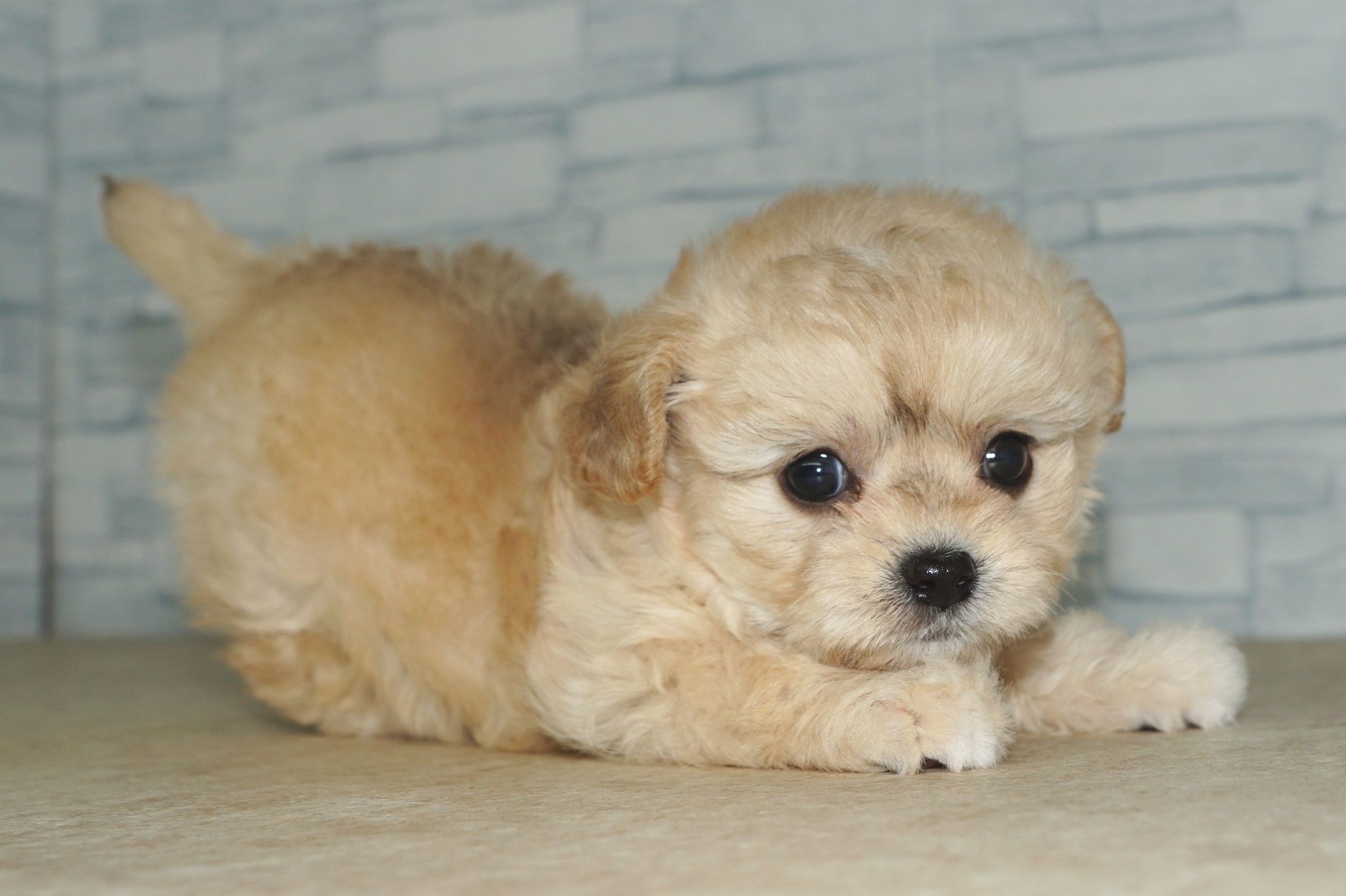 神奈川県のチワプー/プーチー(チワワ×プードル) (きくちペット湘南平塚店/2025年11月27日生まれ/女の子/クリーム)の子犬の4枚目の画像