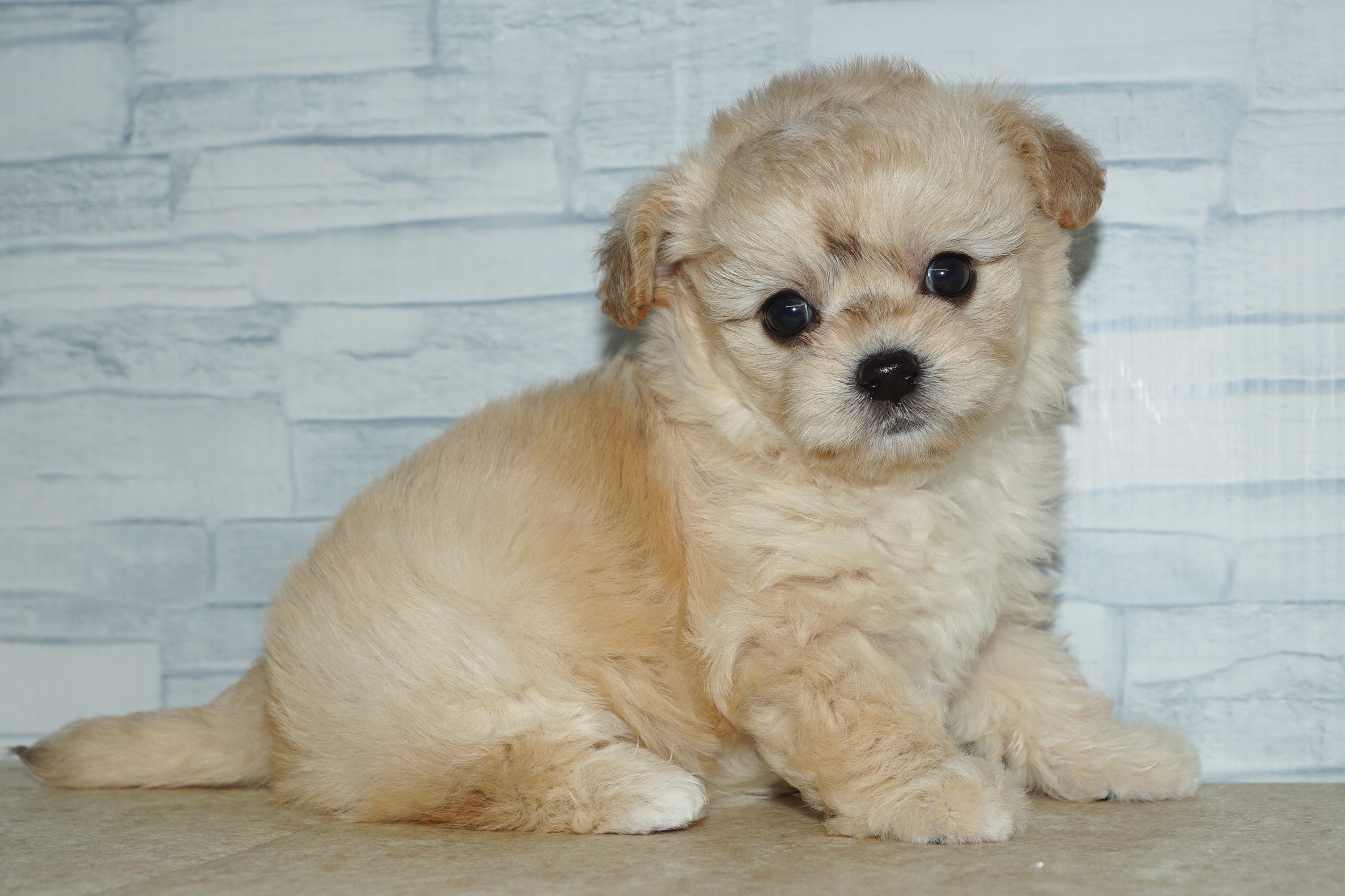 神奈川県のチワプー/プーチー(チワワ×プードル) (きくちペット湘南平塚店/2025年11月27日生まれ/女の子/クリーム)の子犬の2枚目の画像