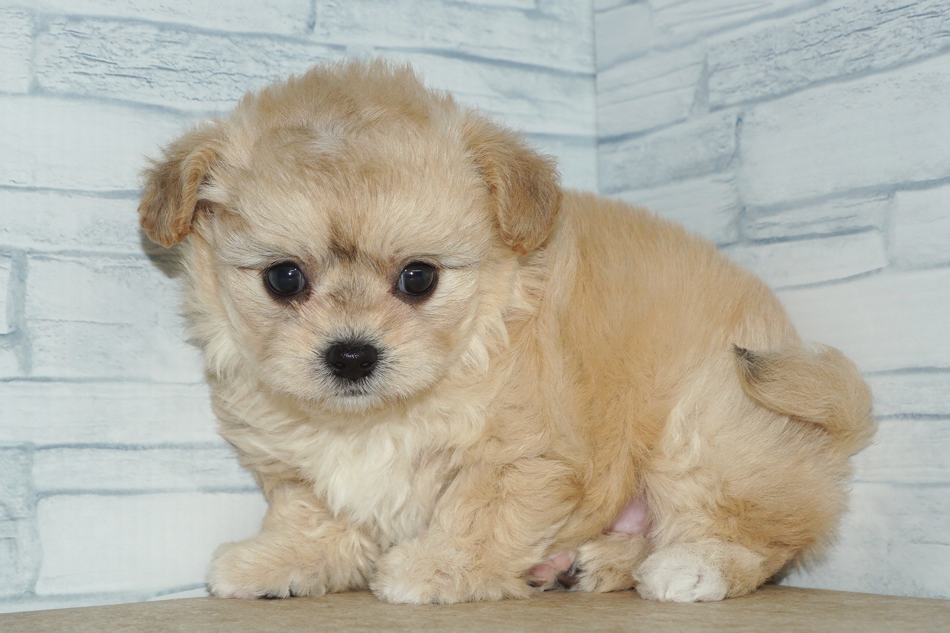 神奈川県のチワプー/プーチー(チワワ×プードル) (きくちペット湘南平塚店/2025年11月27日生まれ/女の子/クリーム)の子犬の3枚目の画像