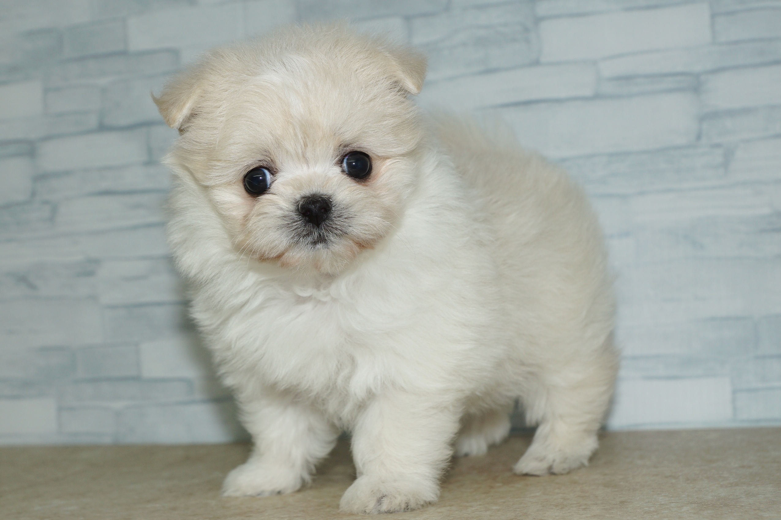 神奈川県のチワマル/マルチワ(チワワ×マルチーズ) (きくちペット湘南平塚店/2025年11月27日生まれ/女の子/クリーム)の子犬の3枚目の画像