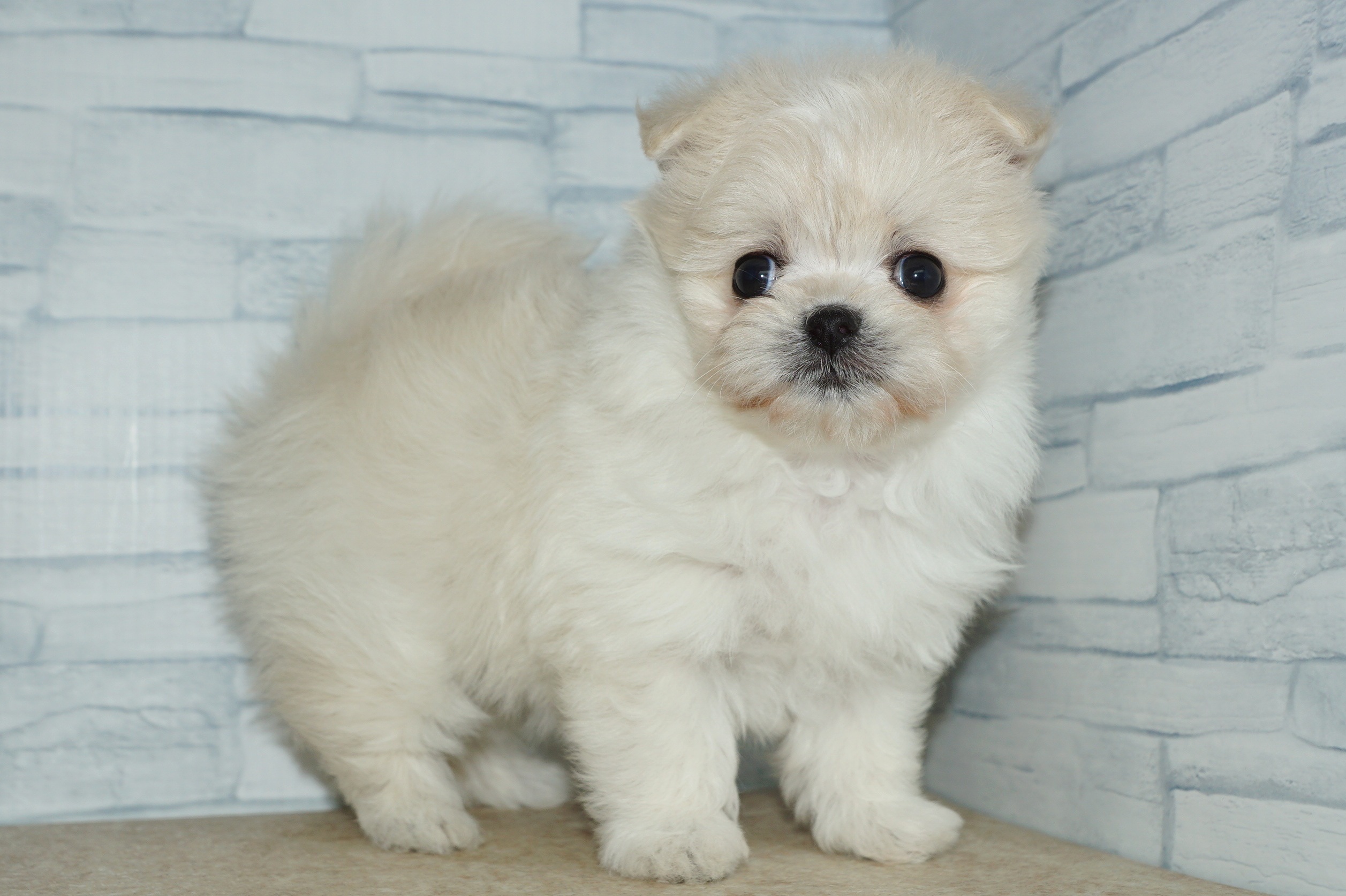 神奈川県のチワマル/マルチワ(チワワ×マルチーズ) (きくちペット湘南平塚店/2025年11月27日生まれ/女の子/クリーム)の子犬の4枚目の画像