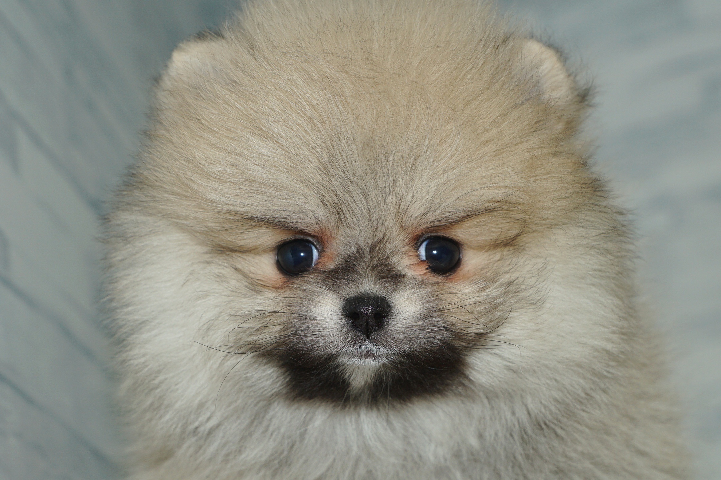 神奈川県のポメラニアン (きくちペット湘南平塚店/2025年11月28日生まれ/女の子/クリームセーブル)の子犬の1枚目の画像