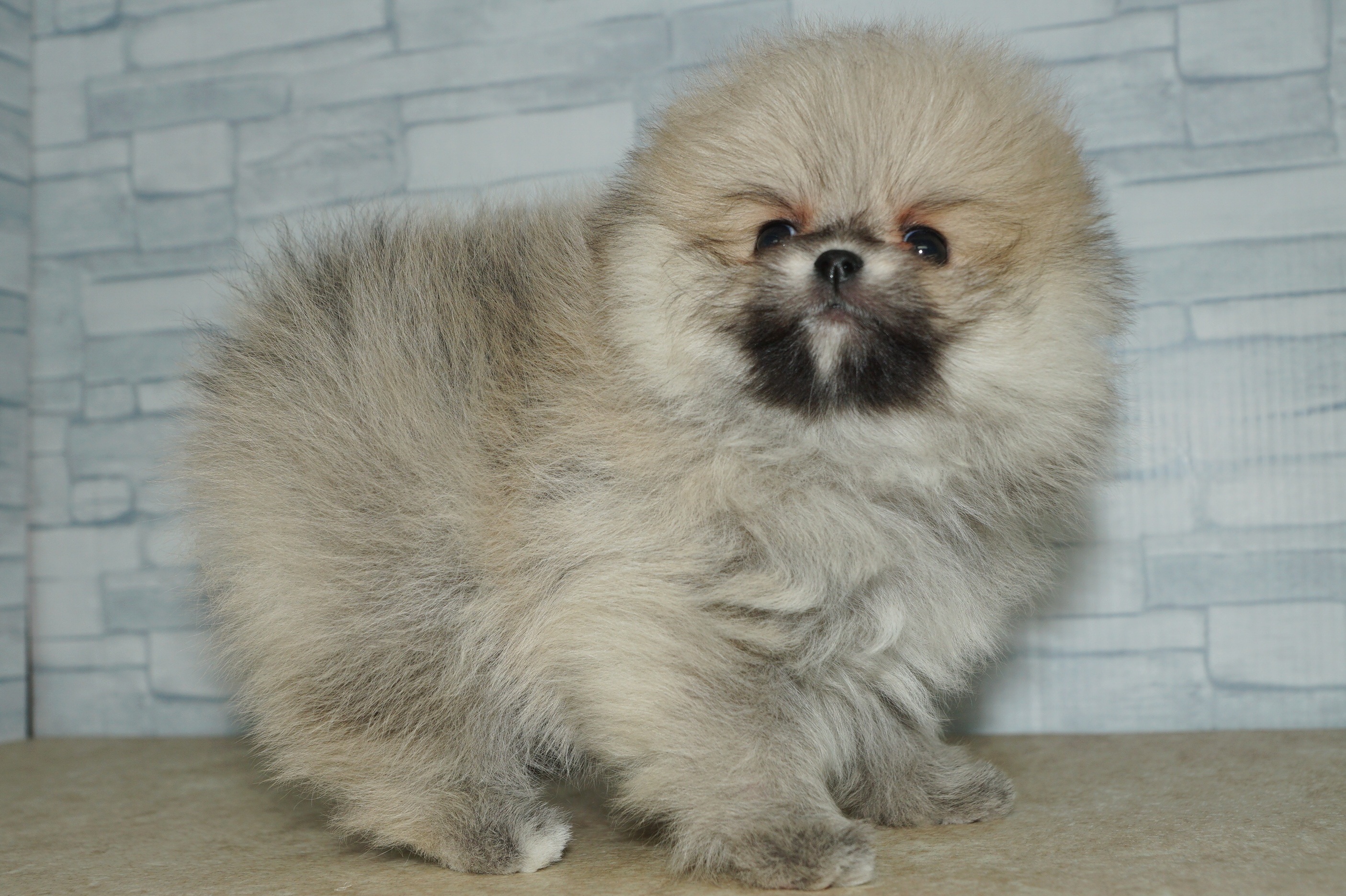 神奈川県のポメラニアン (きくちペット湘南平塚店/2025年11月28日生まれ/女の子/クリームセーブル)の子犬の2枚目の画像