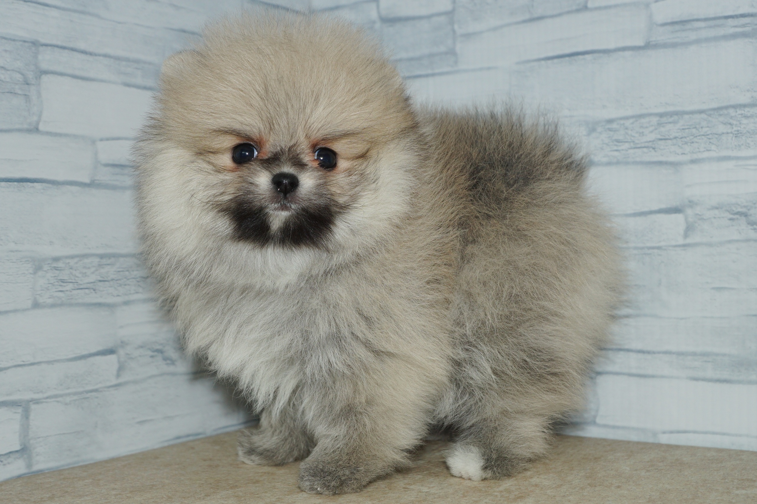 神奈川県のポメラニアン (きくちペット湘南平塚店/2025年11月28日生まれ/女の子/クリームセーブル)の子犬の4枚目の画像