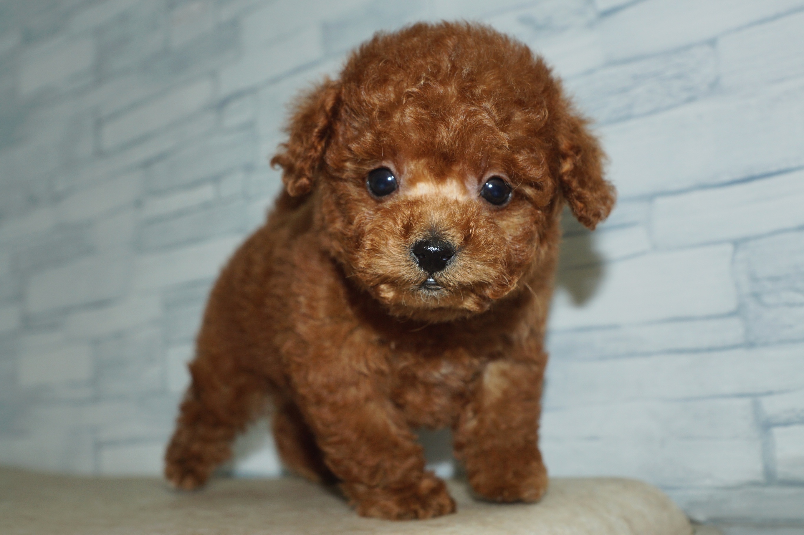 神奈川県のトイプードル(トイ) (きくちペット湘南平塚店/2025年11月30日生まれ/男の子/レッド)の子犬の4枚目の画像