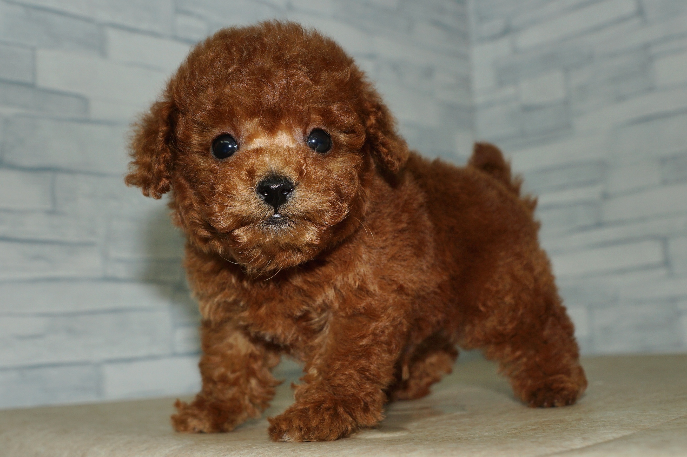 神奈川県のトイプードル(トイ) (きくちペット湘南平塚店/2025年11月30日生まれ/男の子/レッド)の子犬の2枚目の画像