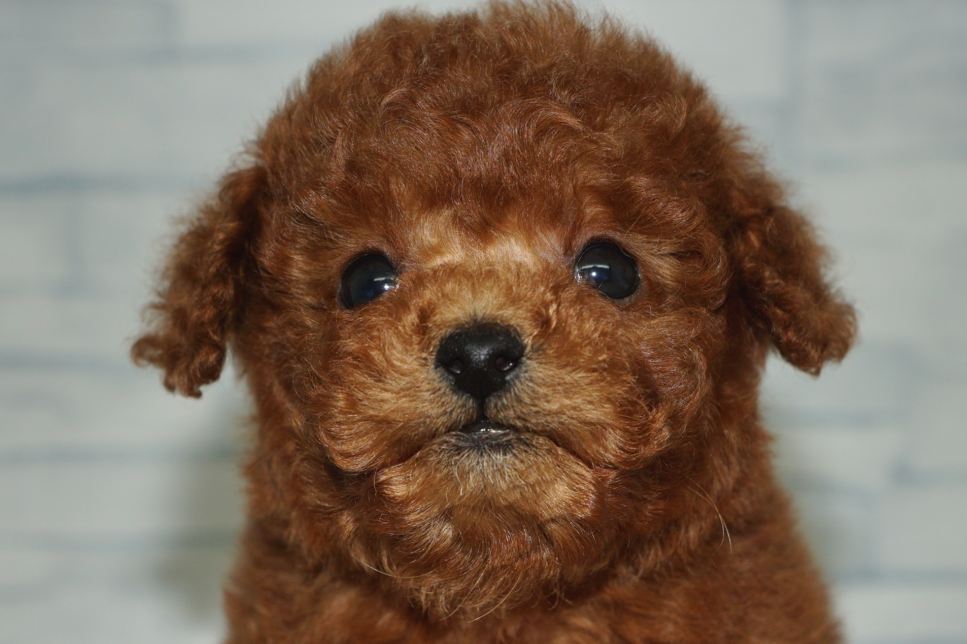 神奈川県のトイプードル(トイ) (きくちペット湘南平塚店/2025年11月30日生まれ/男の子/レッド)の子犬の1枚目の画像