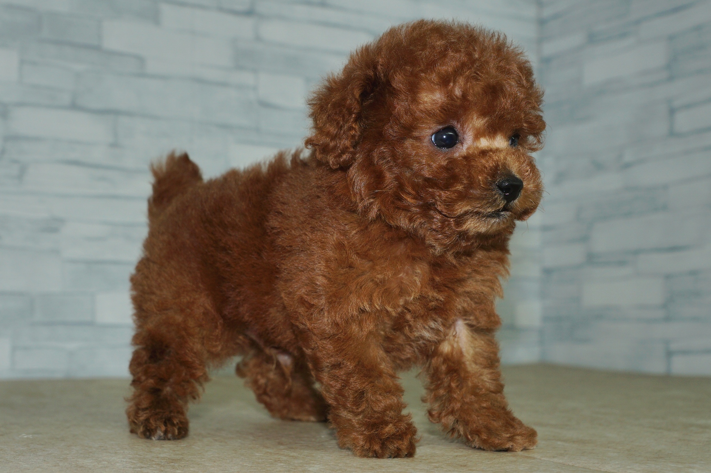 神奈川県のトイプードル(トイ) (きくちペット湘南平塚店/2025年11月30日生まれ/男の子/レッド)の子犬の3枚目の画像