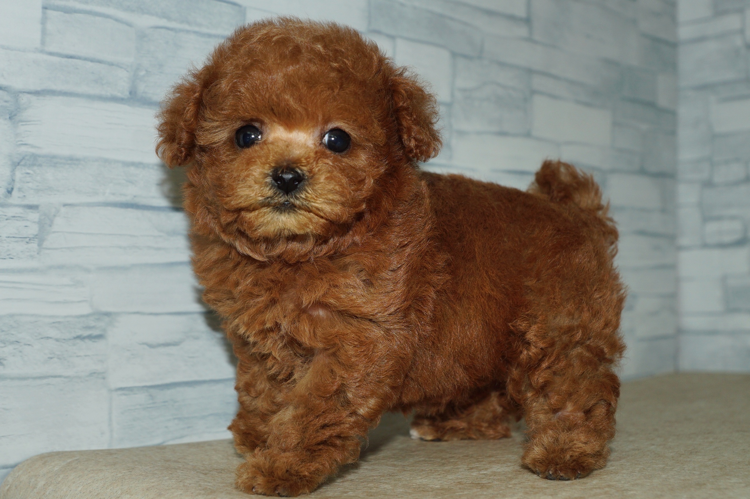 神奈川県のトイプードル(トイ) (きくちペット湘南平塚店/2025年11月30日生まれ/女の子/レッド)の子犬の3枚目の画像