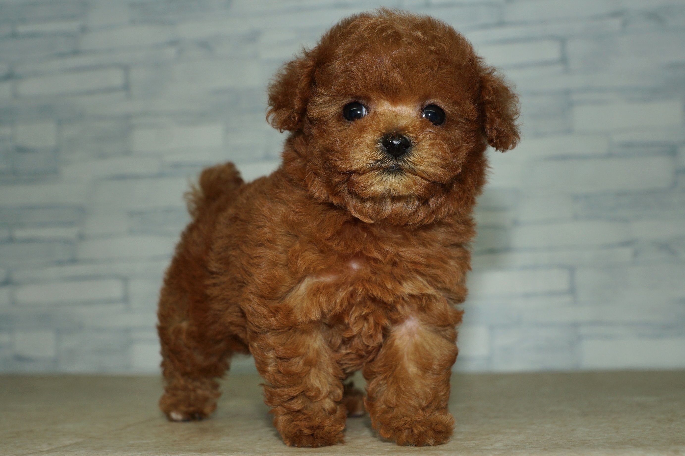 神奈川県のトイプードル(トイ) (きくちペット湘南平塚店/2025年11月30日生まれ/女の子/レッド)の子犬の4枚目の画像