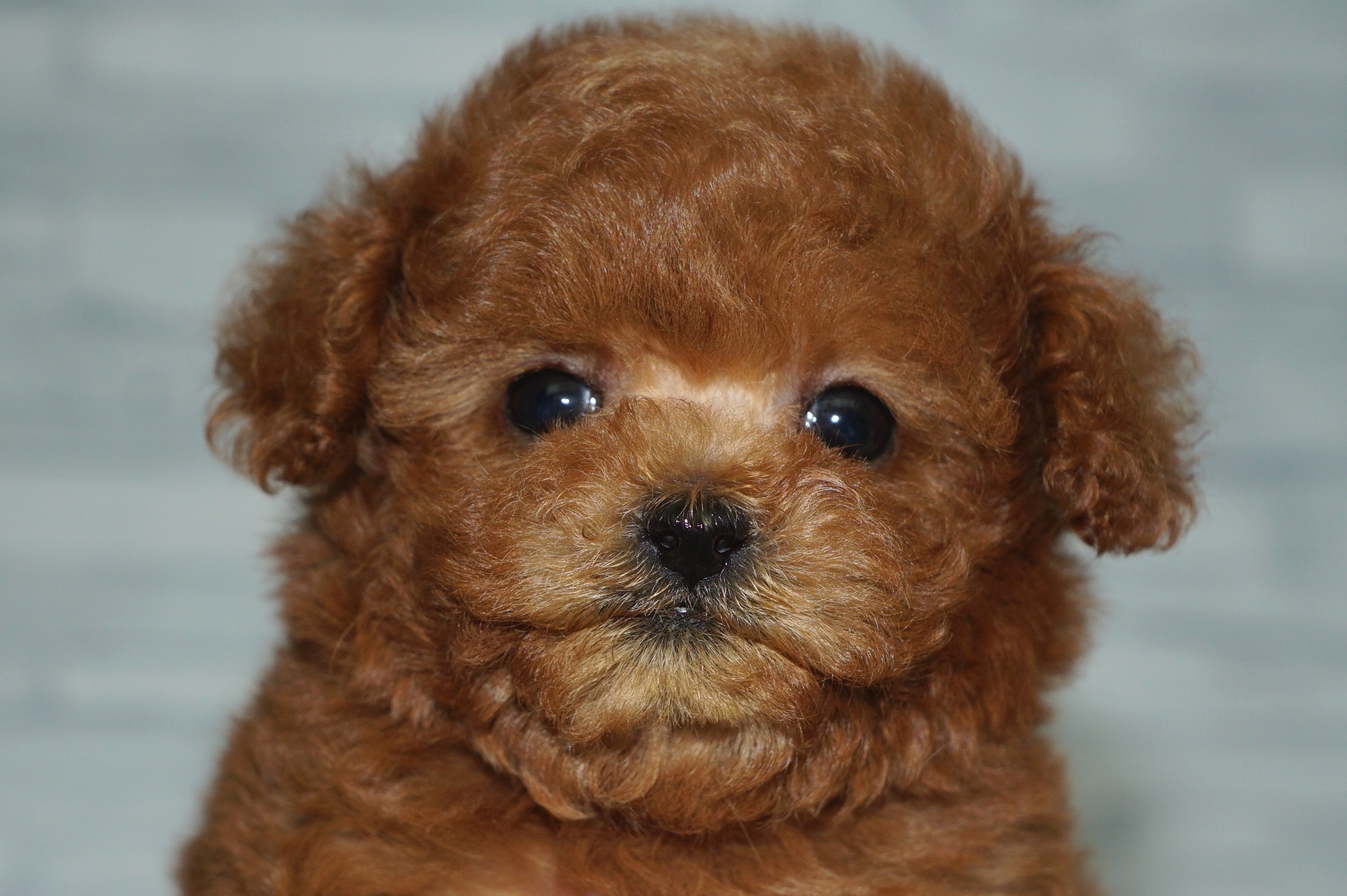 神奈川県のトイプードル(トイ) (きくちペット湘南平塚店/2025年11月30日生まれ/女の子/レッド)の子犬の1枚目の画像