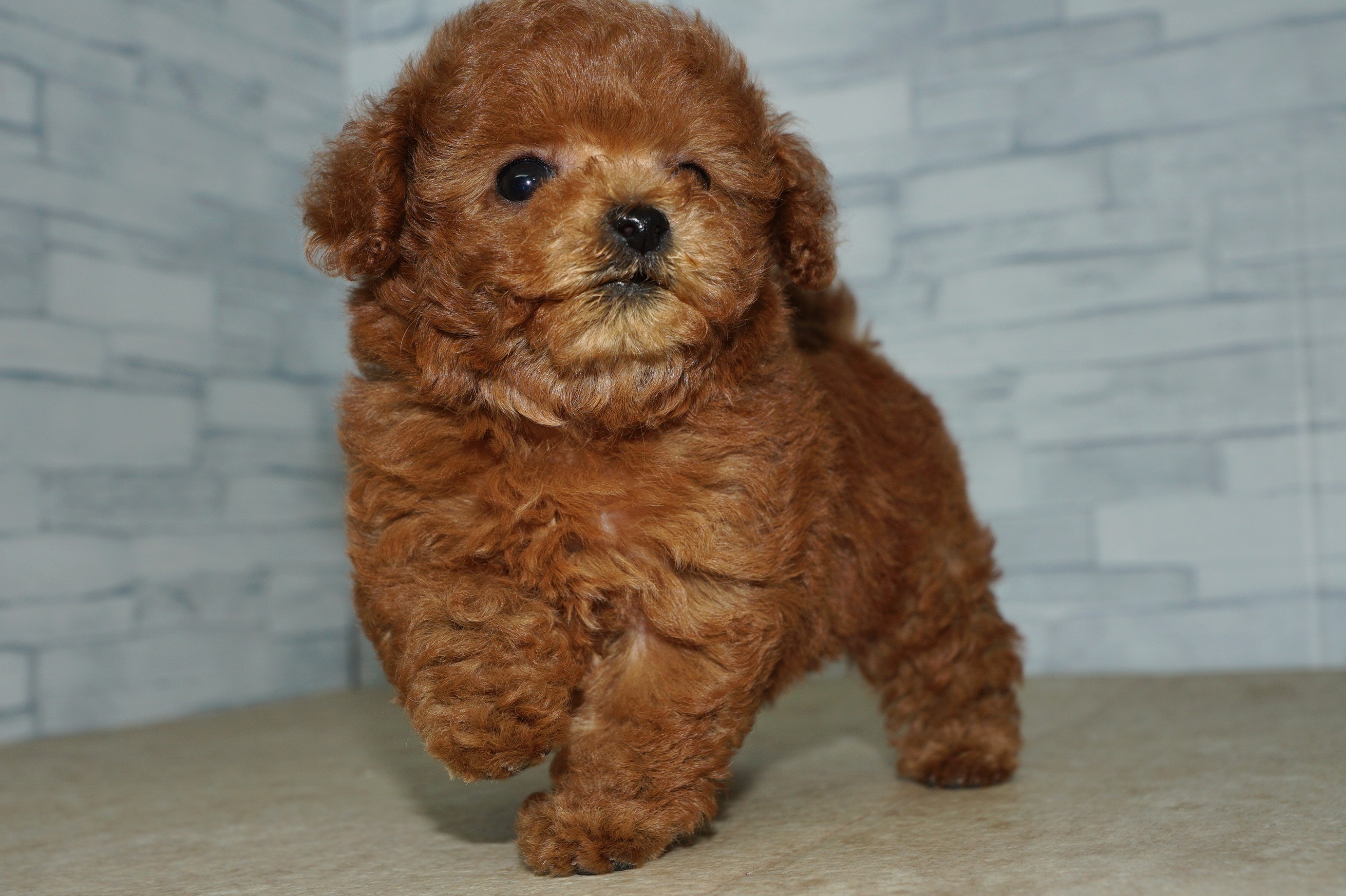 神奈川県のトイプードル(トイ) (きくちペット湘南平塚店/2025年11月30日生まれ/女の子/レッド)の子犬の2枚目の画像