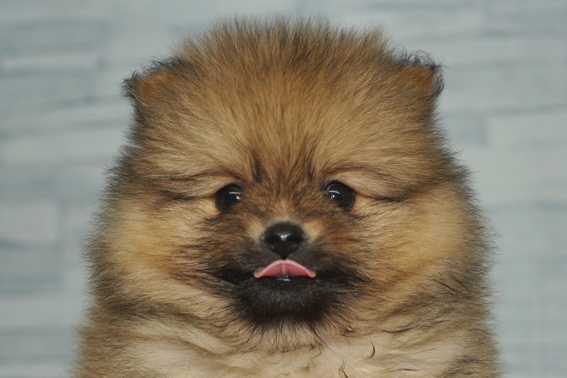 神奈川県のポメラニアン (きくちペット湘南平塚店/2025年12月4日生まれ/女の子/オレンジ)の子犬の1枚目の画像