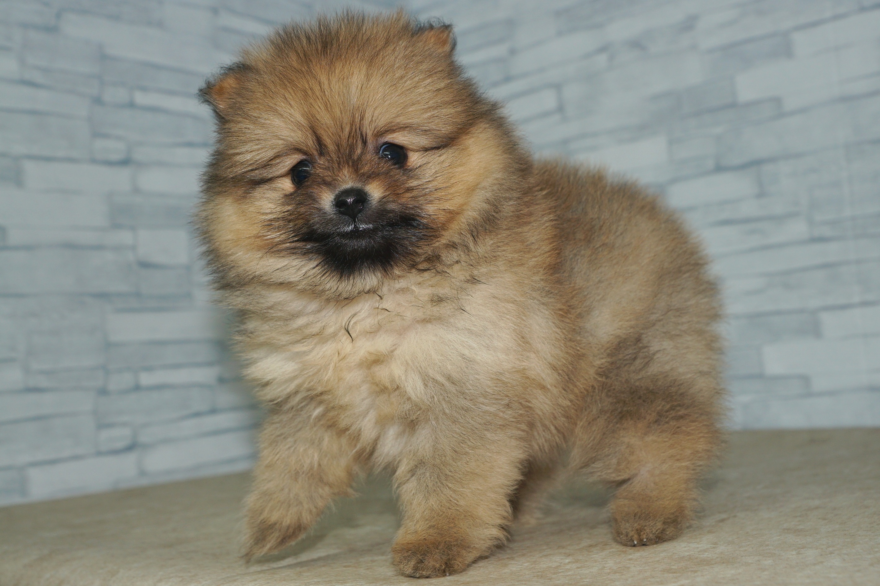 神奈川県のポメラニアン (きくちペット湘南平塚店/2025年12月4日生まれ/女の子/オレンジ)の子犬の4枚目の画像