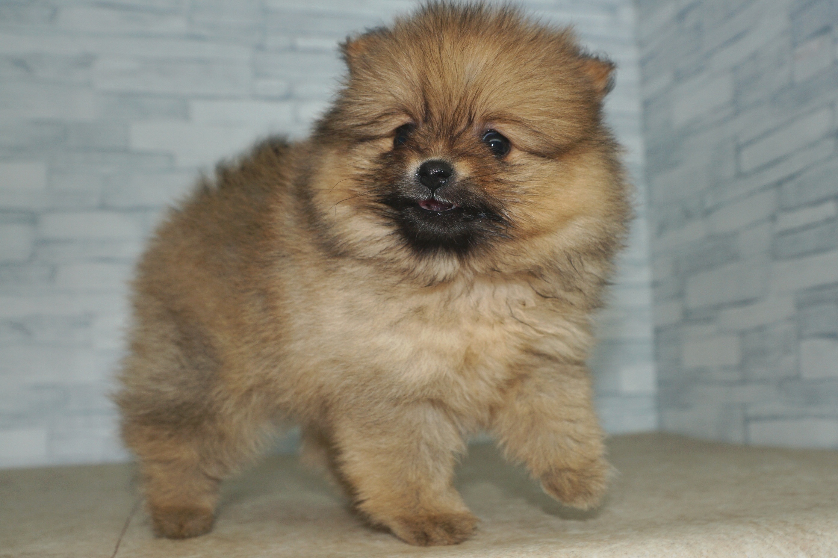 神奈川県のポメラニアン (きくちペット湘南平塚店/2025年12月4日生まれ/女の子/オレンジ)の子犬の3枚目の画像