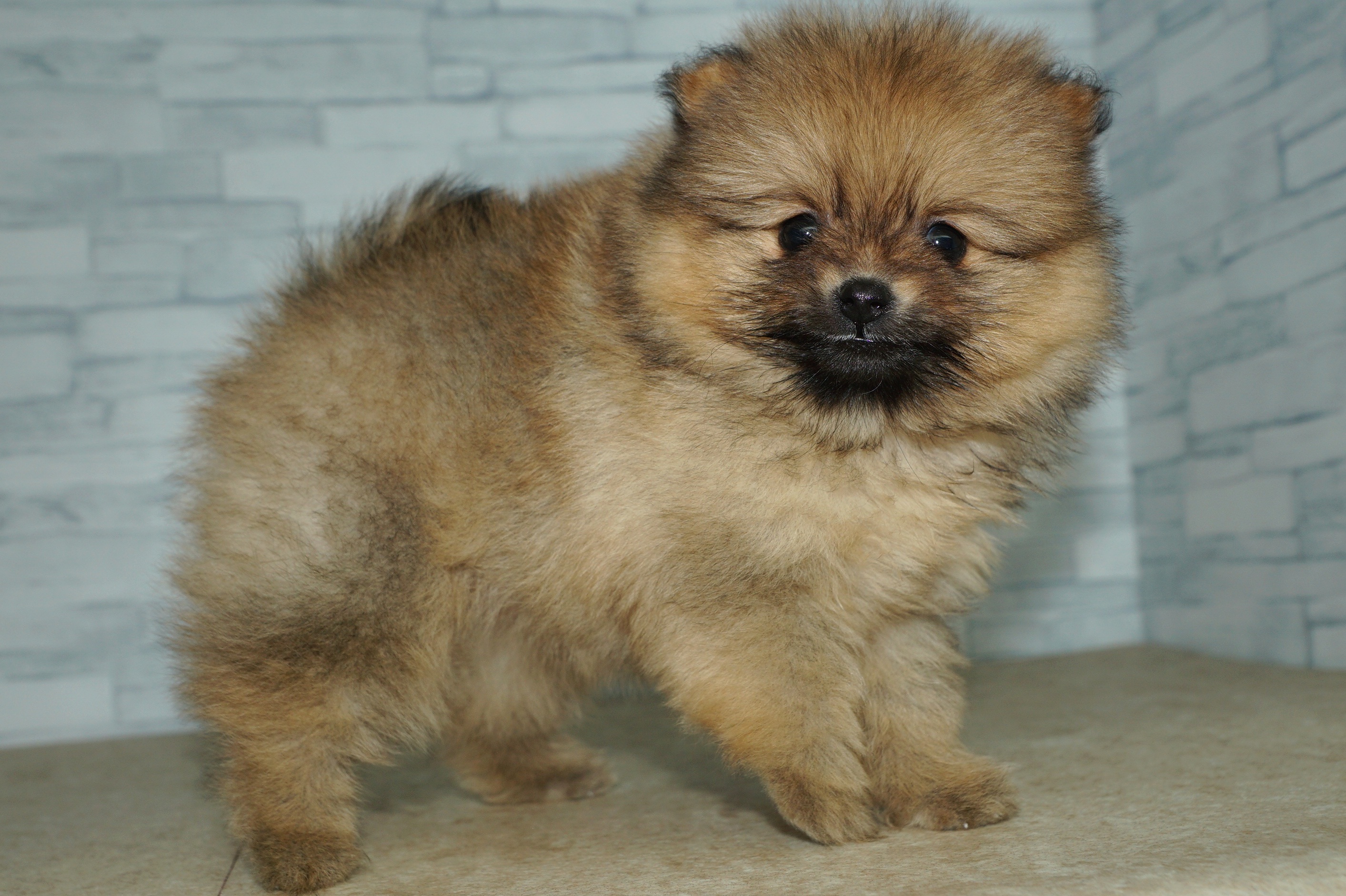 神奈川県のポメラニアン (きくちペット湘南平塚店/2025年12月4日生まれ/女の子/オレンジ)の子犬の2枚目の画像