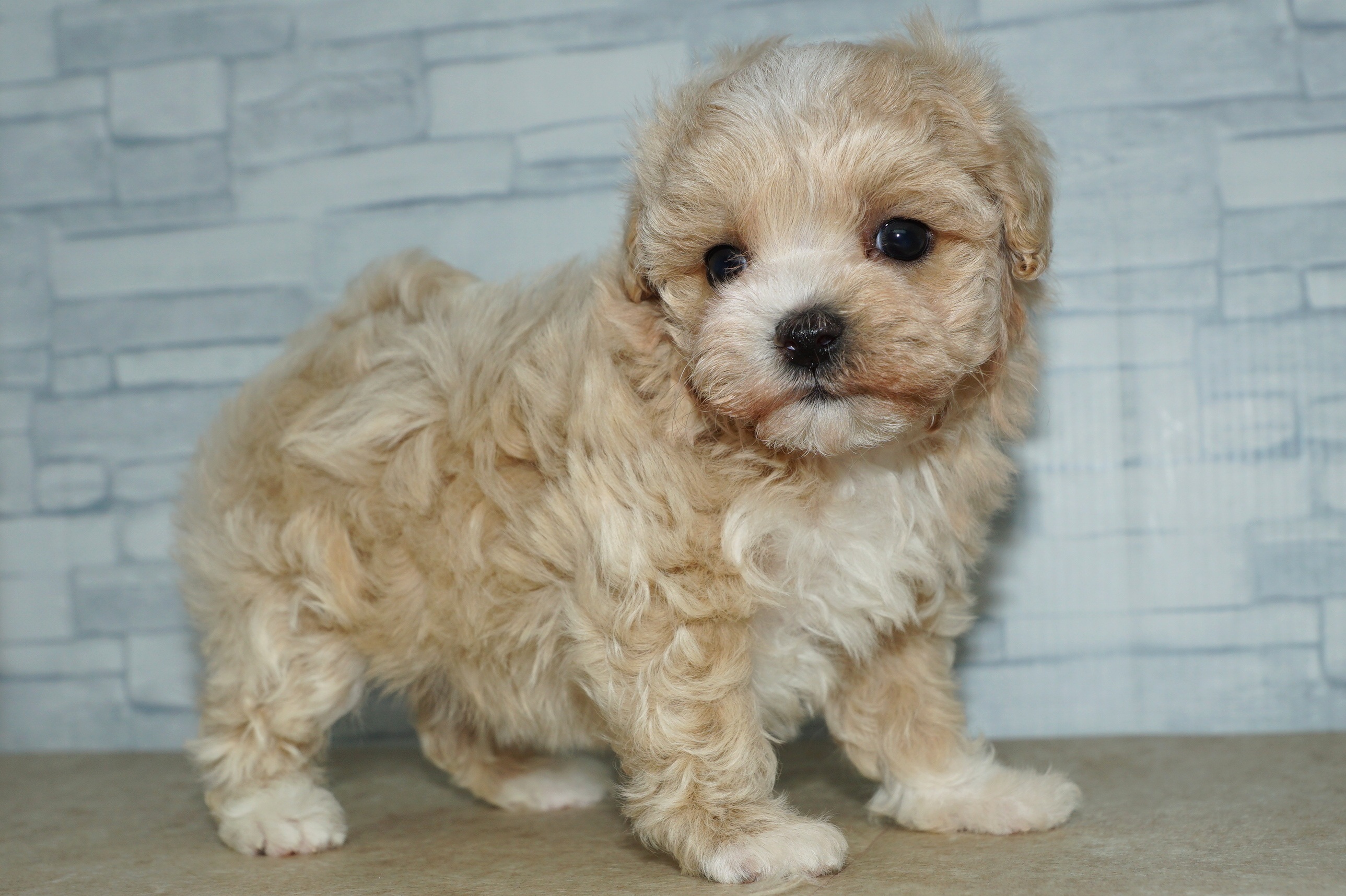 神奈川県のマルプー(マルチーズ×プードル) (きくちペット湘南平塚店/2025年12月6日生まれ/女の子/アプリコットホワイト)の子犬の4枚目の画像