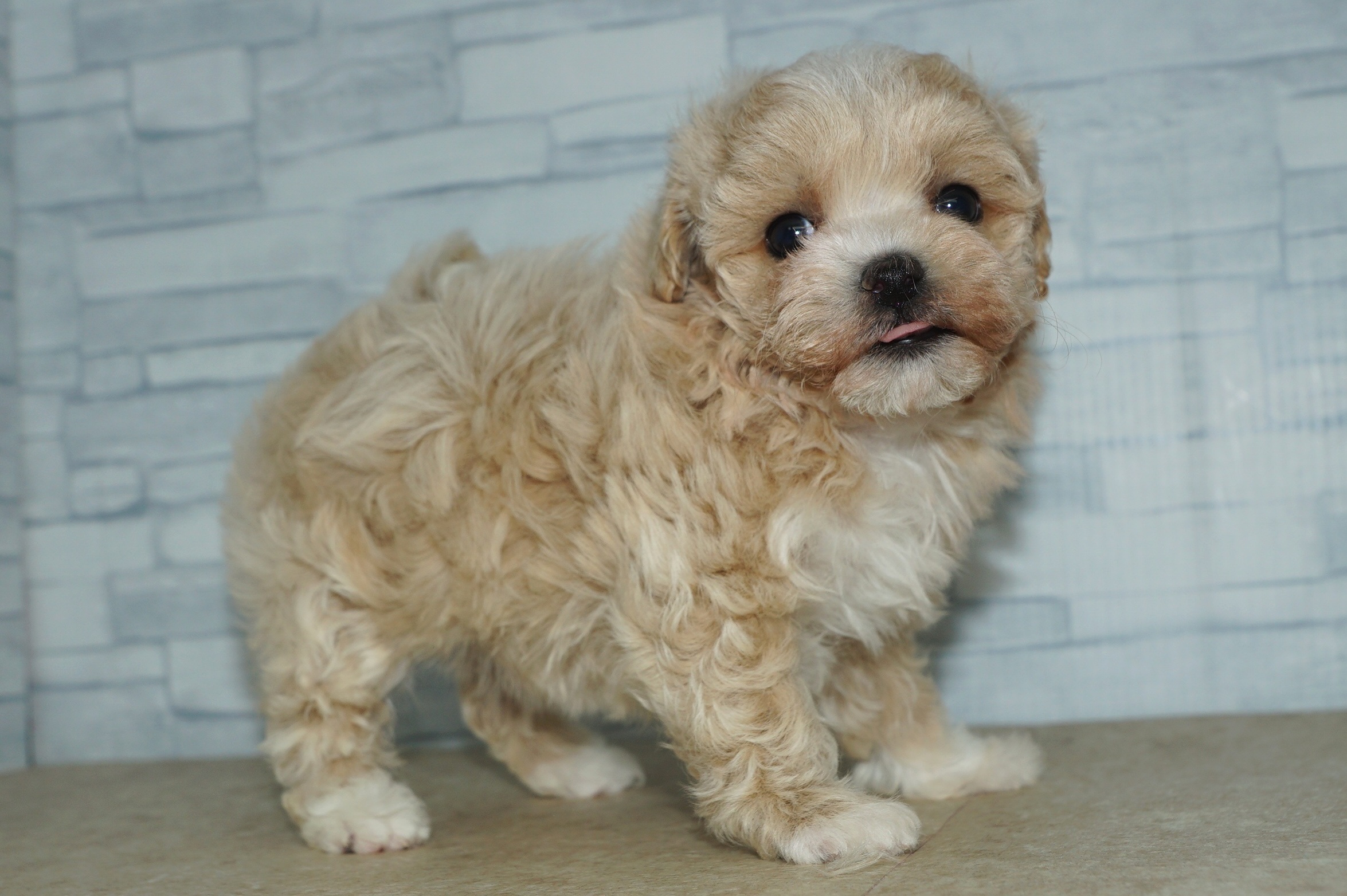 神奈川県のマルプー(マルチーズ×プードル) (きくちペット湘南平塚店/2025年12月6日生まれ/女の子/アプリコットホワイト)の子犬の3枚目の画像