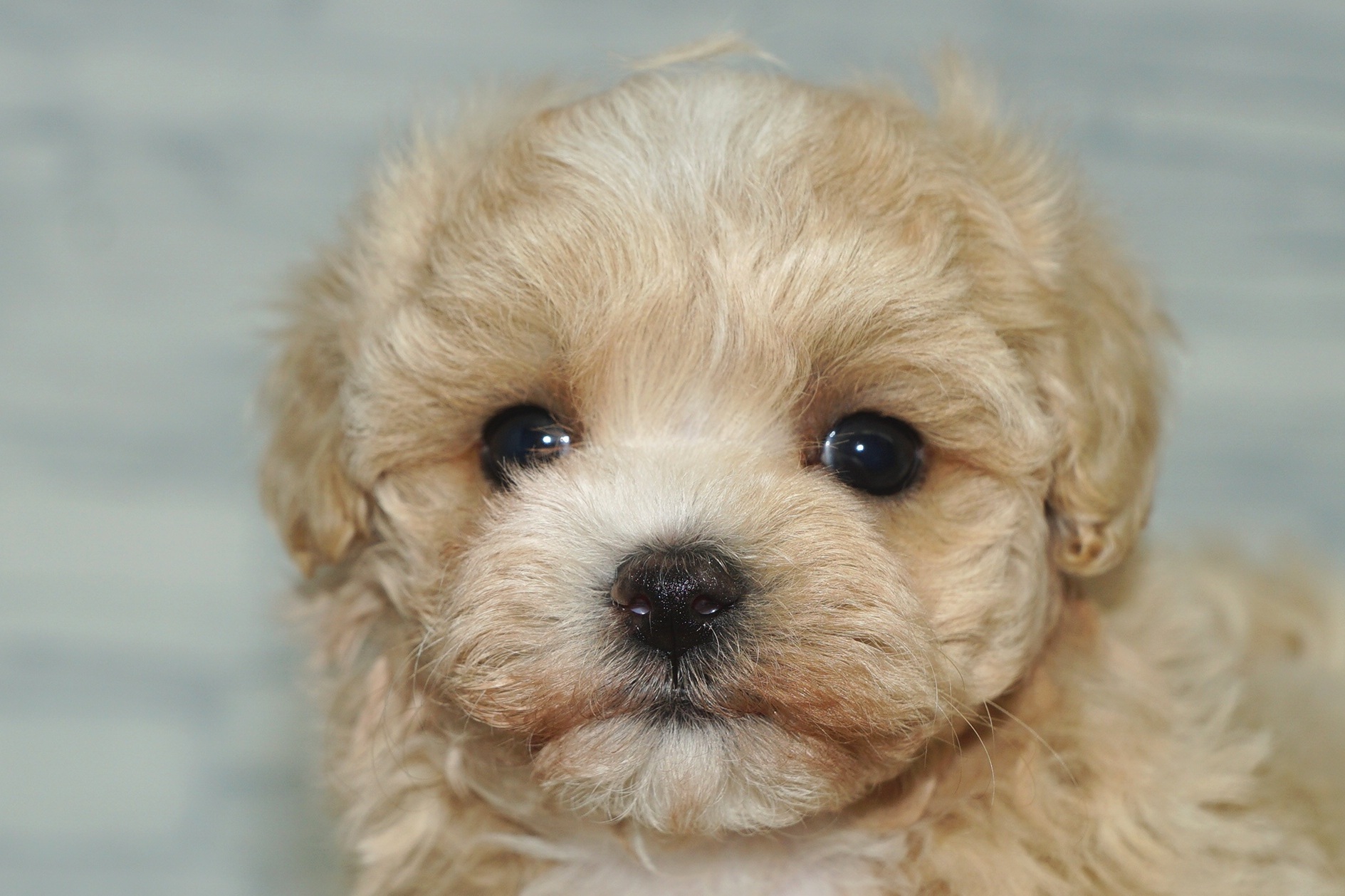 神奈川県のマルプー(マルチーズ×プードル) (きくちペット湘南平塚店/2025年12月6日生まれ/女の子/アプリコットホワイト)の子犬の1枚目の画像