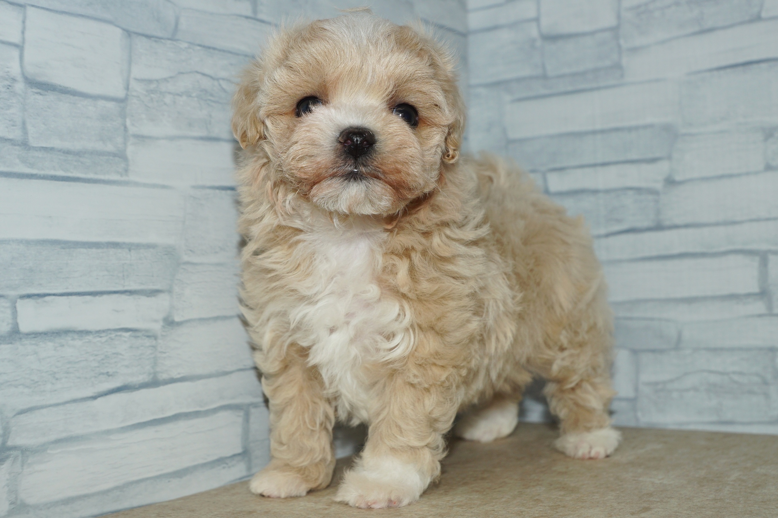 神奈川県のマルプー(マルチーズ×プードル) (きくちペット湘南平塚店/2025年12月6日生まれ/女の子/アプリコットホワイト)の子犬の2枚目の画像