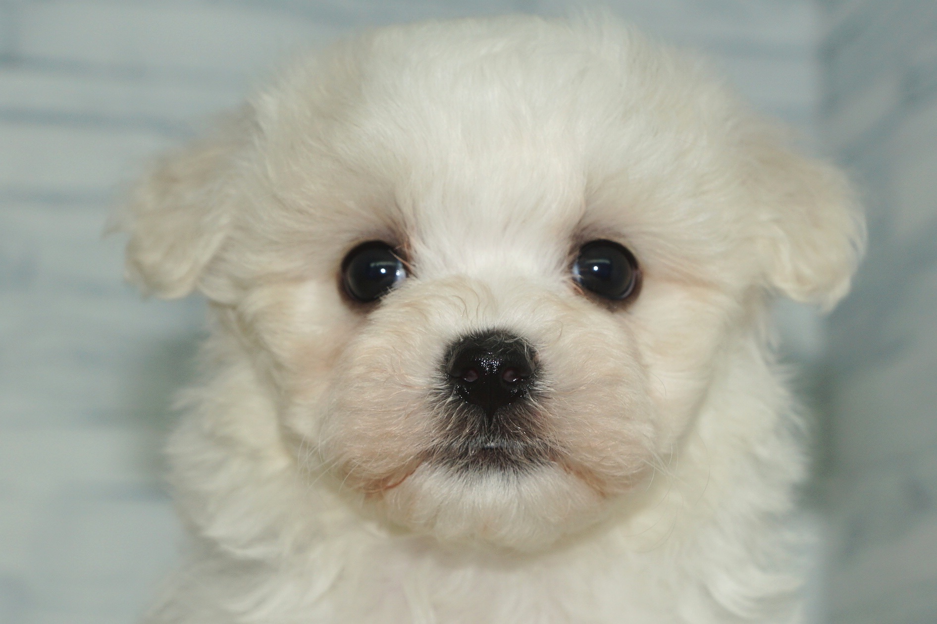 神奈川県のハーフ犬・ミックス犬 (きくちペット湘南平塚店/2025年12月5日生まれ/女の子/ホワイト)の子犬の1枚目の画像