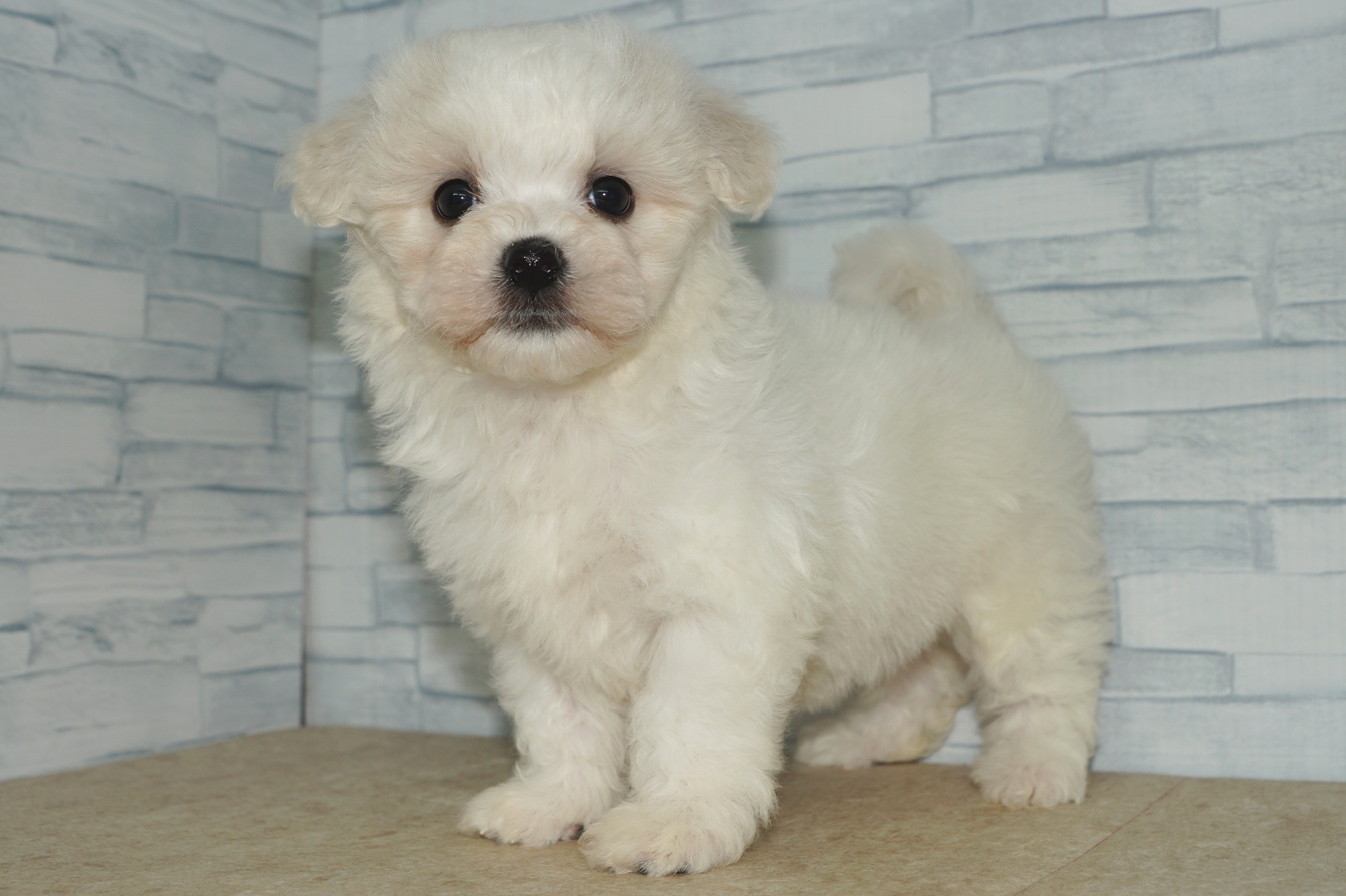 神奈川県のハーフ犬・ミックス犬 (きくちペット湘南平塚店/2025年12月5日生まれ/女の子/ホワイト)の子犬の2枚目の画像