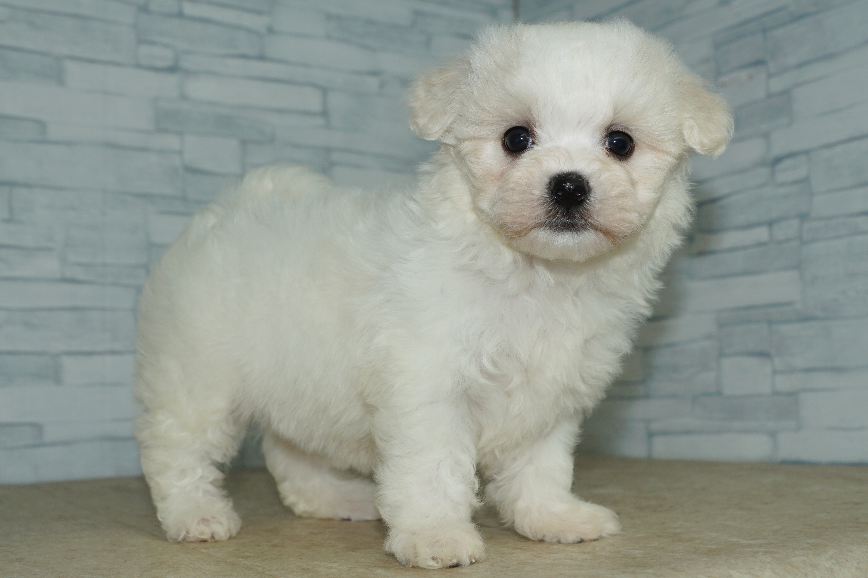 神奈川県のハーフ犬・ミックス犬 (きくちペット湘南平塚店/2025年12月5日生まれ/女の子/ホワイト)の子犬の4枚目の画像