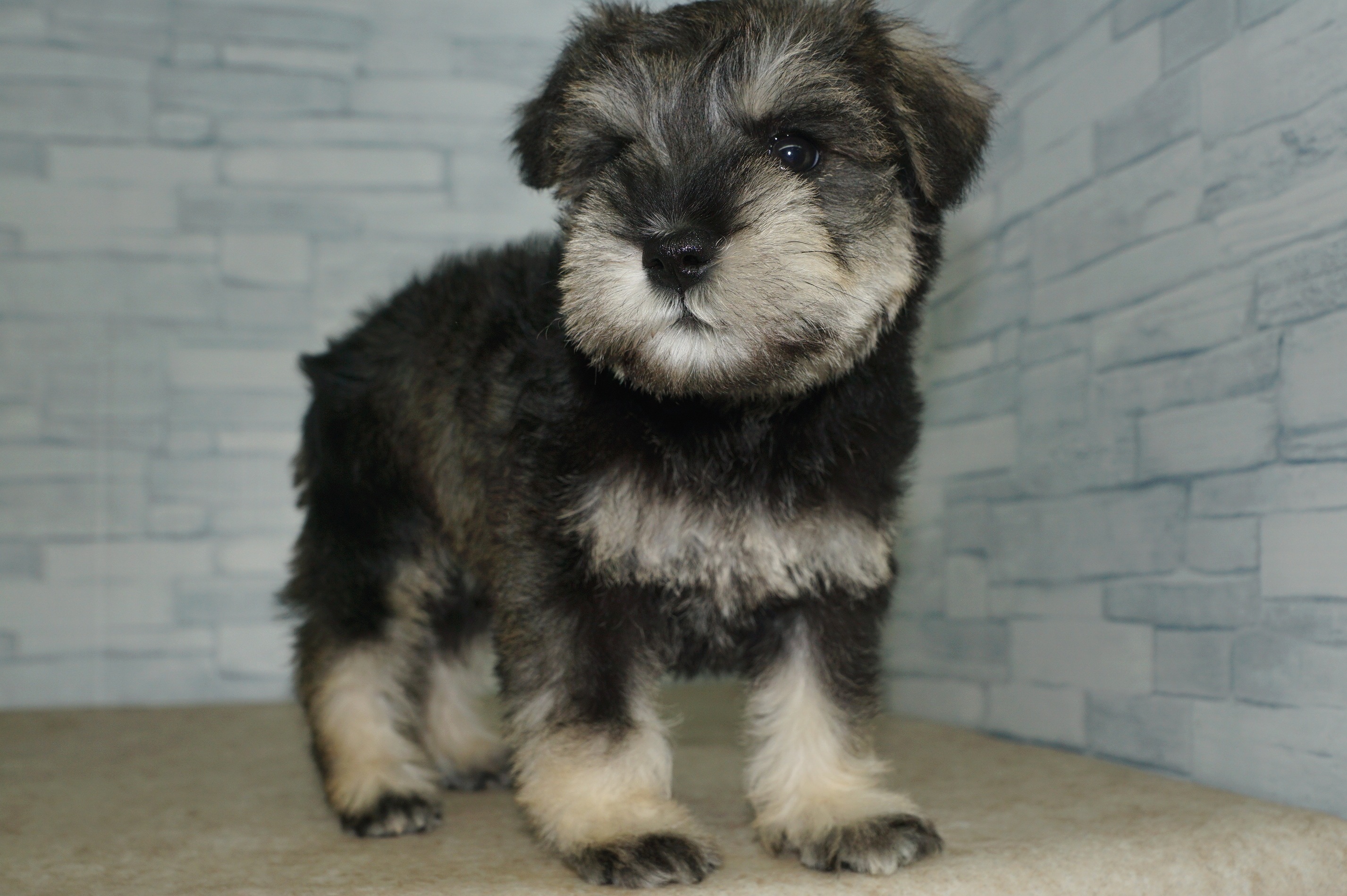 神奈川県のミニチュアシュナウザー (きくちペット湘南平塚店/2025年12月7日生まれ/女の子/ソルトペッパー)の子犬の2枚目の画像