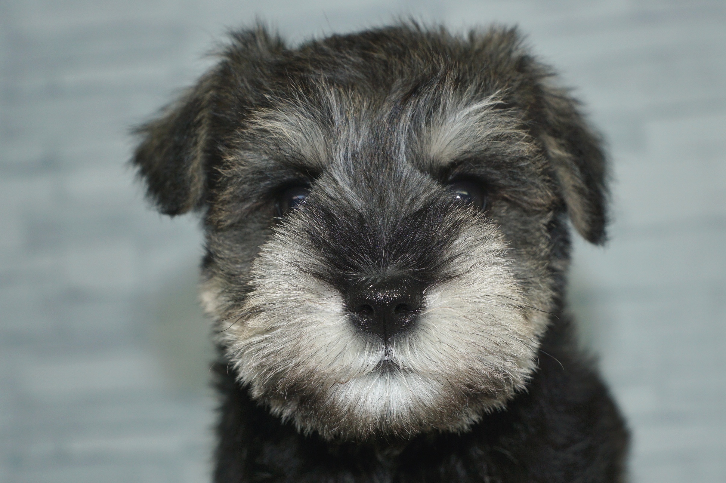 神奈川県のミニチュアシュナウザー (きくちペット湘南平塚店/2025年12月7日生まれ/女の子/ソルトペッパー)の子犬の1枚目の画像