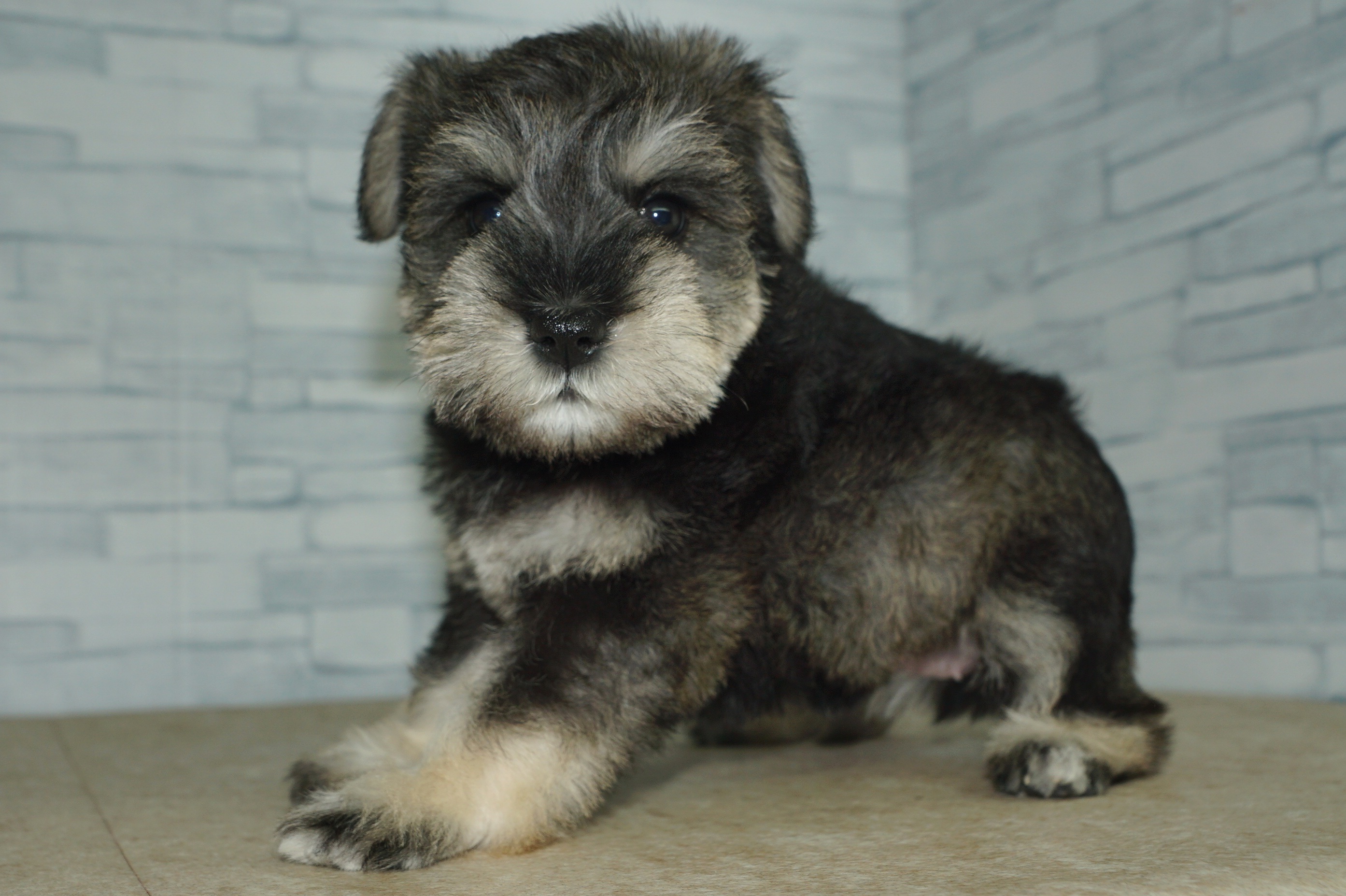 神奈川県のミニチュアシュナウザー (きくちペット湘南平塚店/2025年12月7日生まれ/女の子/ソルトペッパー)の子犬の4枚目の画像