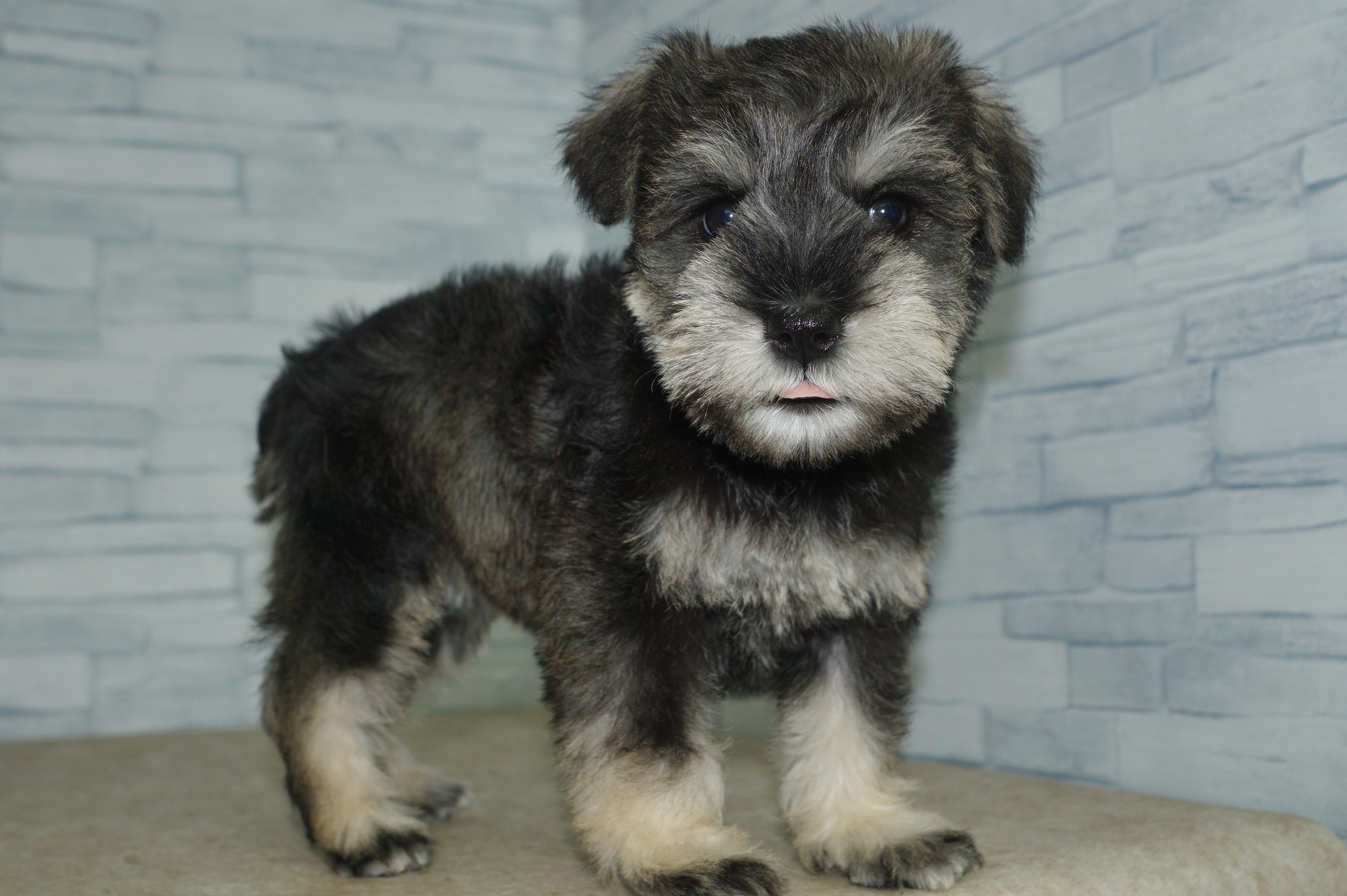 神奈川県のミニチュアシュナウザー (きくちペット湘南平塚店/2025年12月7日生まれ/女の子/ソルトペッパー)の子犬の3枚目の画像