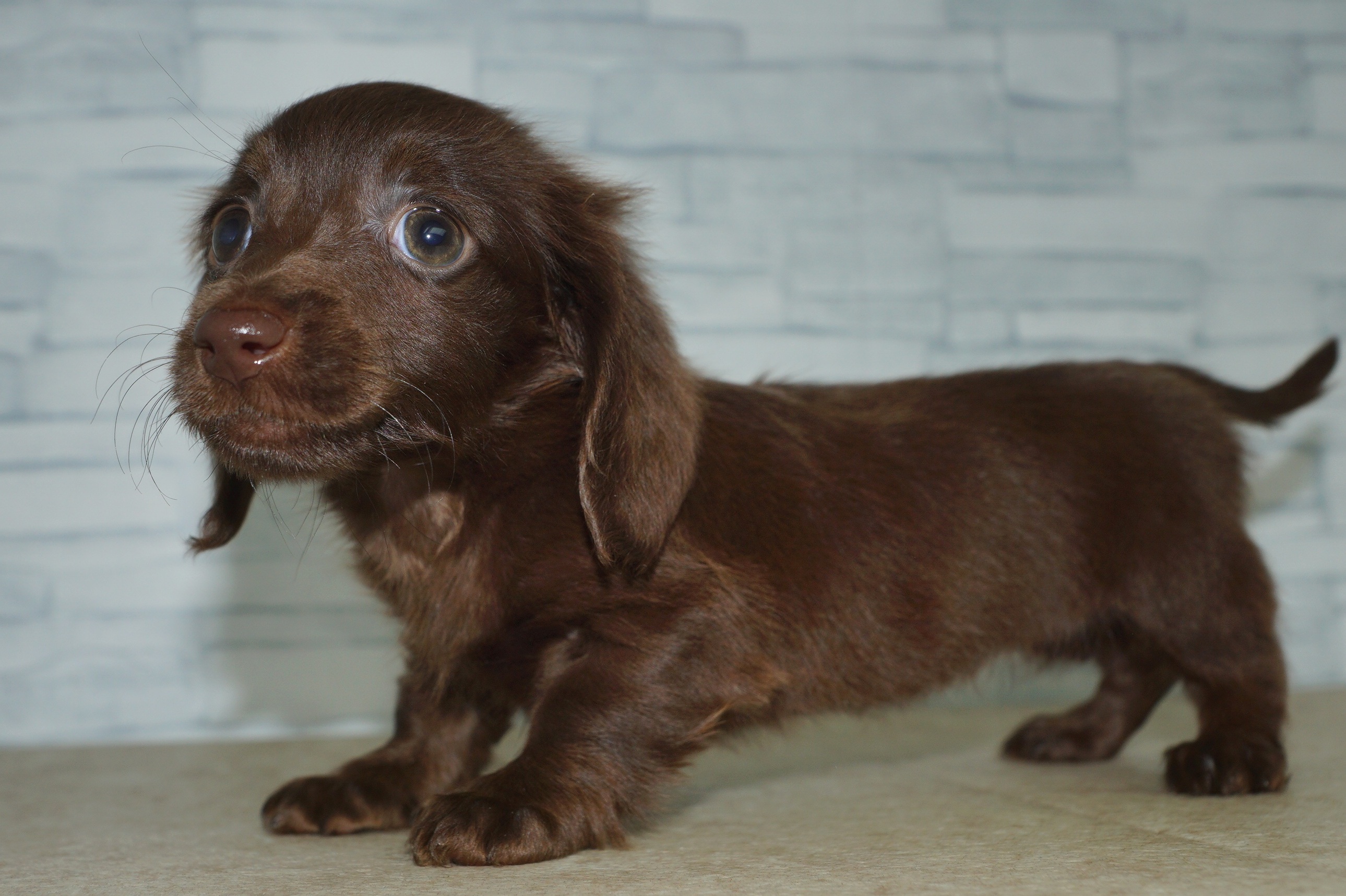 神奈川県のミニチュアダックスフンド(ロング) (きくちペット湘南平塚店/2025年12月7日生まれ/女の子/チョコレート)の子犬の3枚目の画像