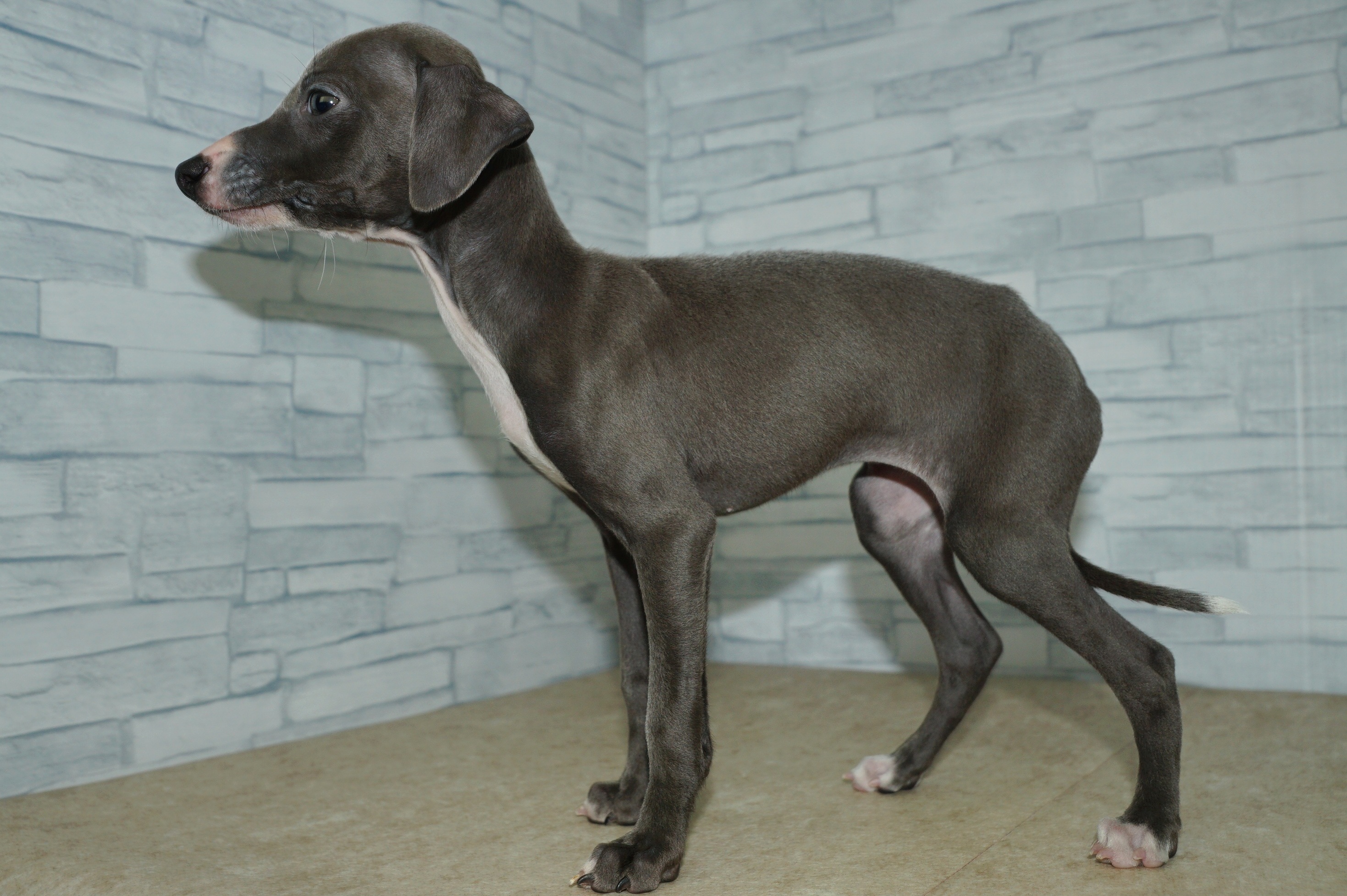 神奈川県のイタリアングレーハウンド (きくちペット湘南平塚店/2025年12月6日生まれ/女の子/ブルーホワイト)の子犬の4枚目の画像