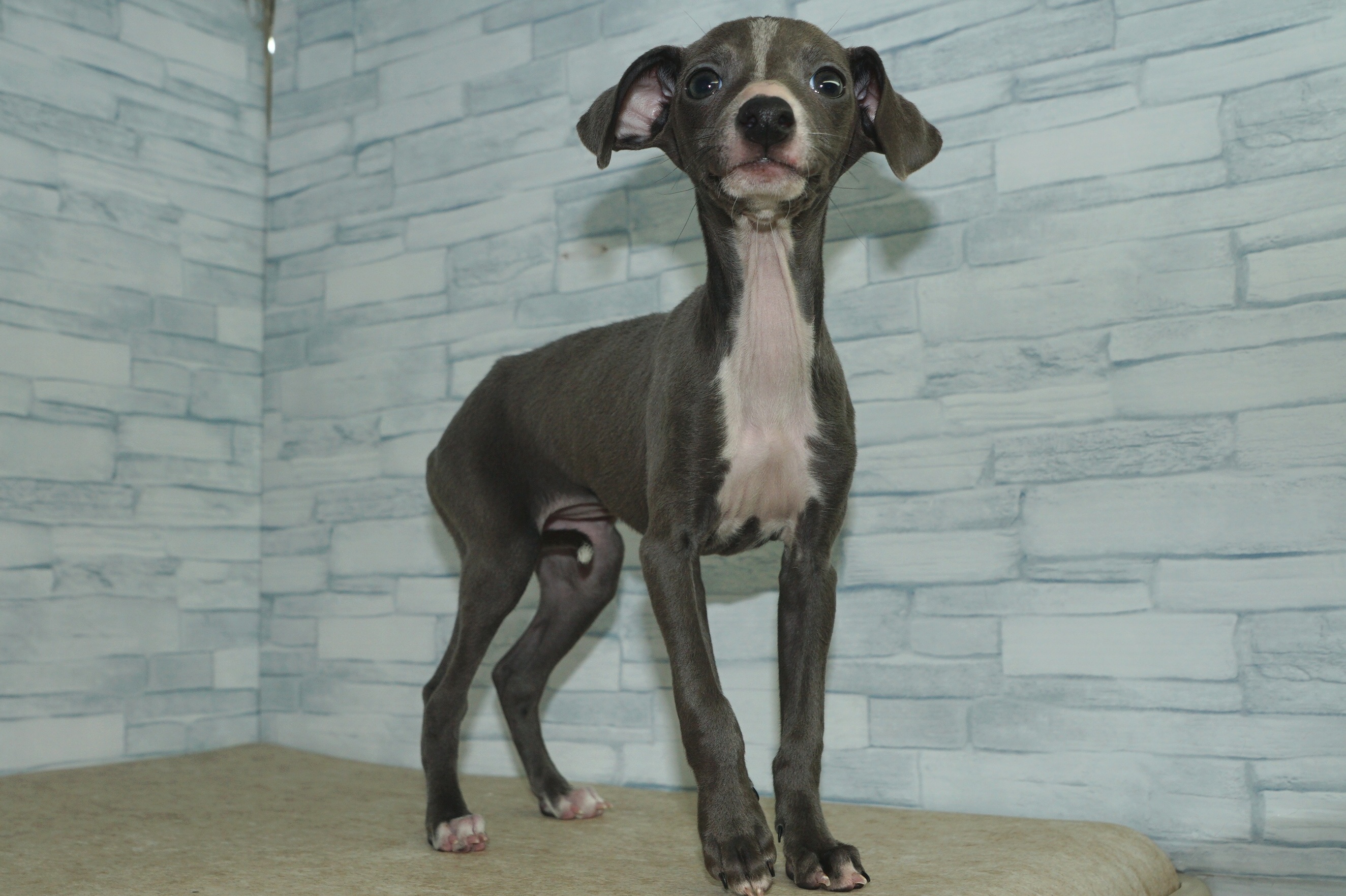 神奈川県のイタリアングレーハウンド (きくちペット湘南平塚店/2025年12月6日生まれ/女の子/ブルーホワイト)の子犬の2枚目の画像
