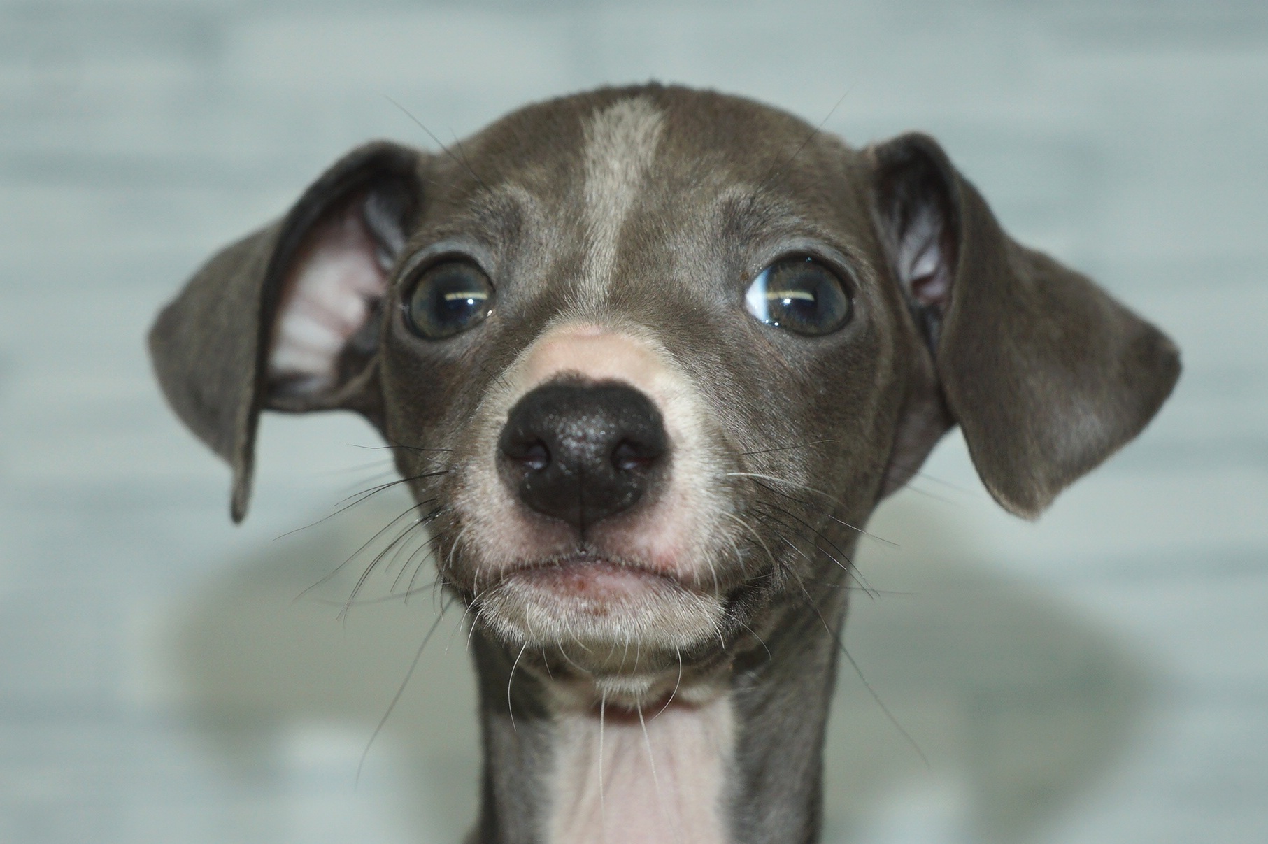 神奈川県のイタリアングレーハウンド (きくちペット湘南平塚店/2025年12月6日生まれ/女の子/ブルーホワイト)の子犬の1枚目の画像