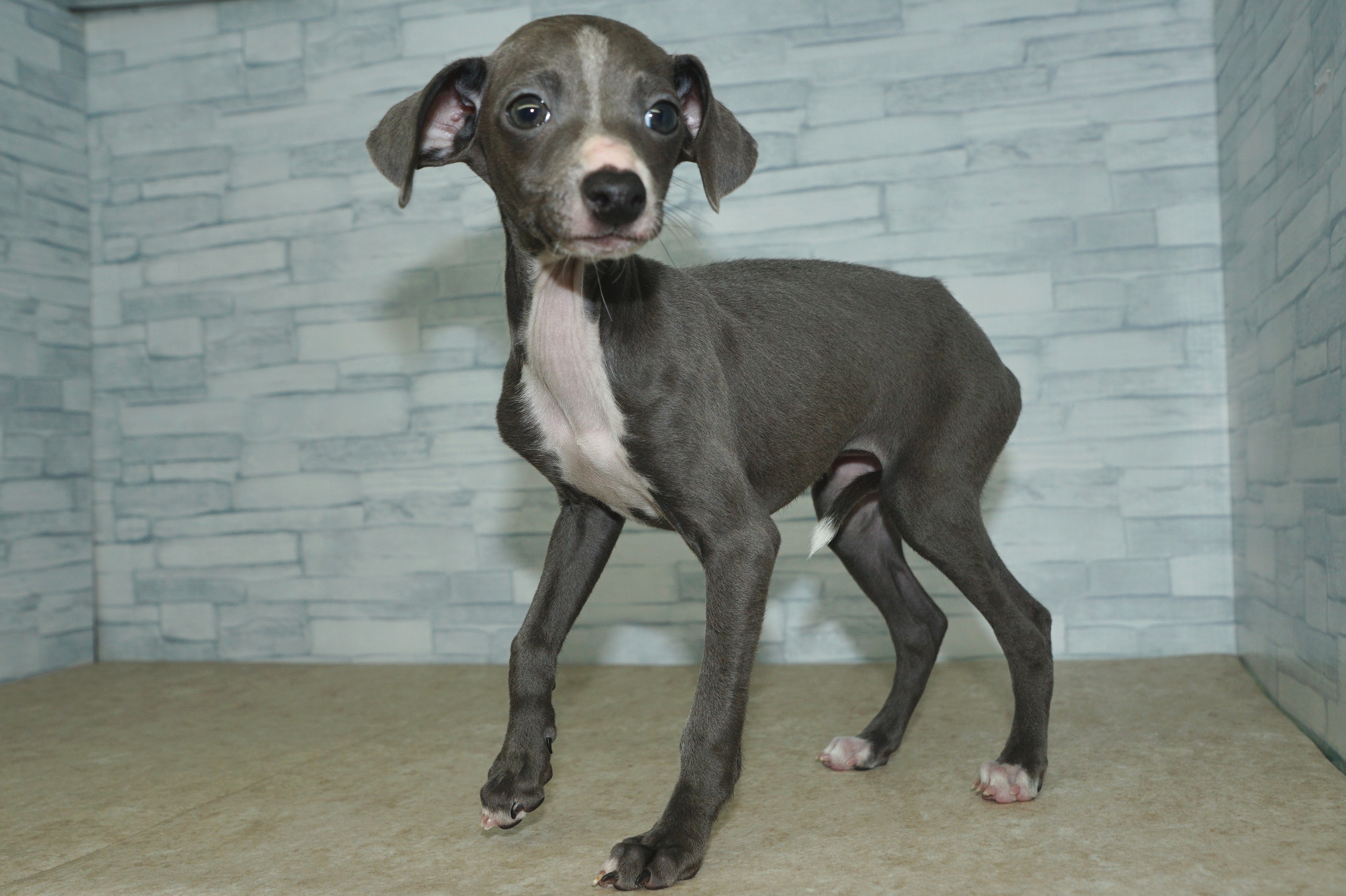神奈川県のイタリアングレーハウンド (きくちペット湘南平塚店/2025年12月6日生まれ/女の子/ブルーホワイト)の子犬の3枚目の画像