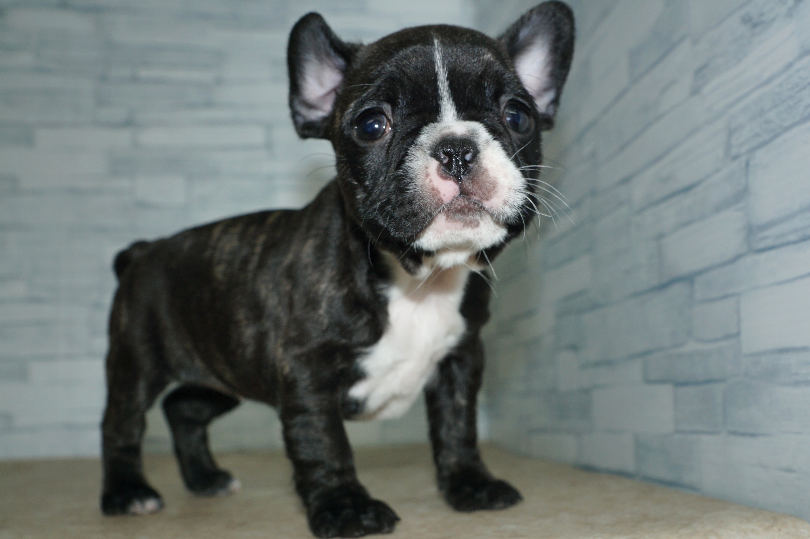 神奈川県のフレンチブルドッグ (きくちペット湘南平塚店/2025年12月2日生まれ/女の子/ブリンドル)の子犬の4枚目の画像