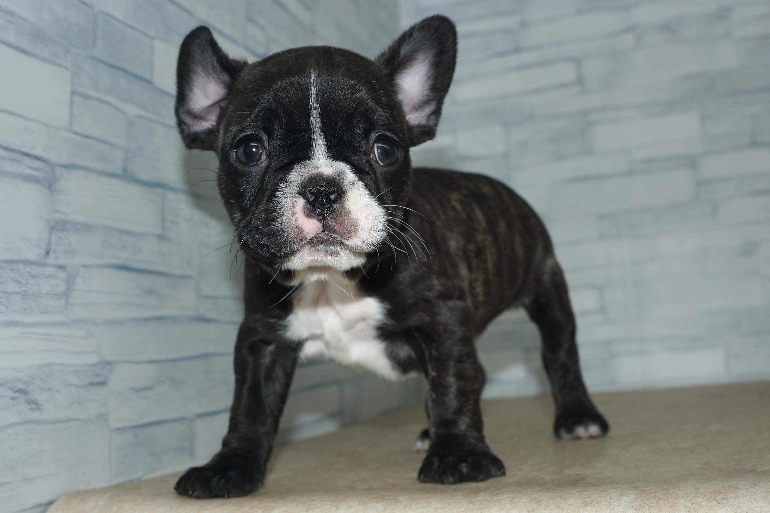 神奈川県のフレンチブルドッグ (きくちペット湘南平塚店/2025年12月2日生まれ/女の子/ブリンドル)の子犬の3枚目の画像