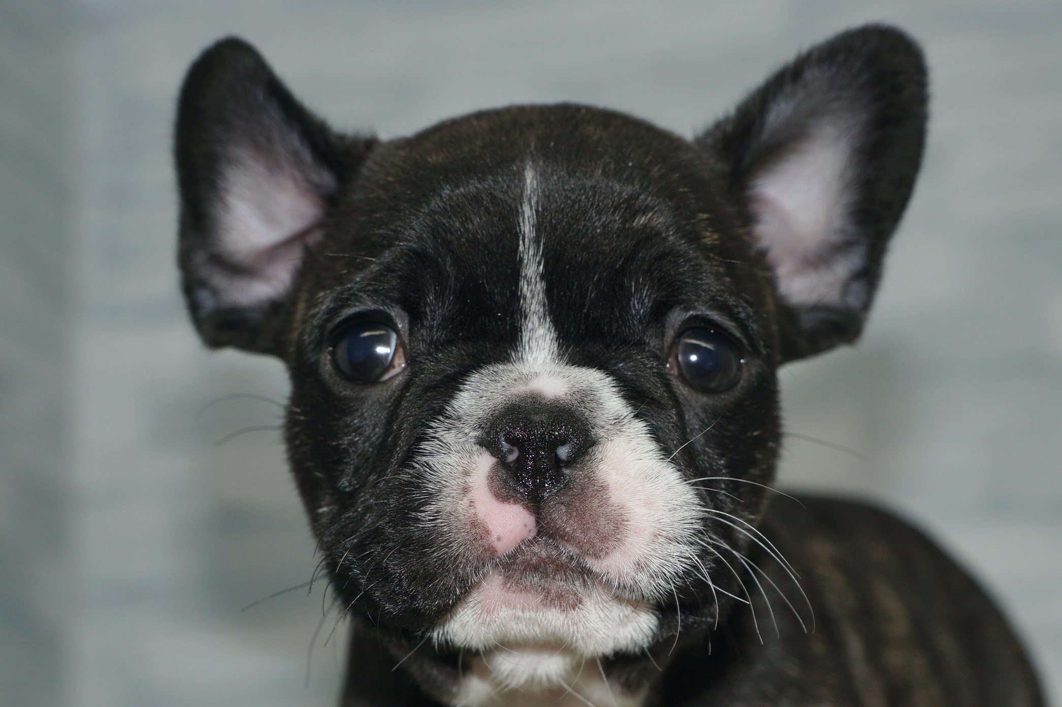 神奈川県のフレンチブルドッグ (きくちペット湘南平塚店/2025年12月2日生まれ/女の子/ブリンドル)の子犬の1枚目の画像