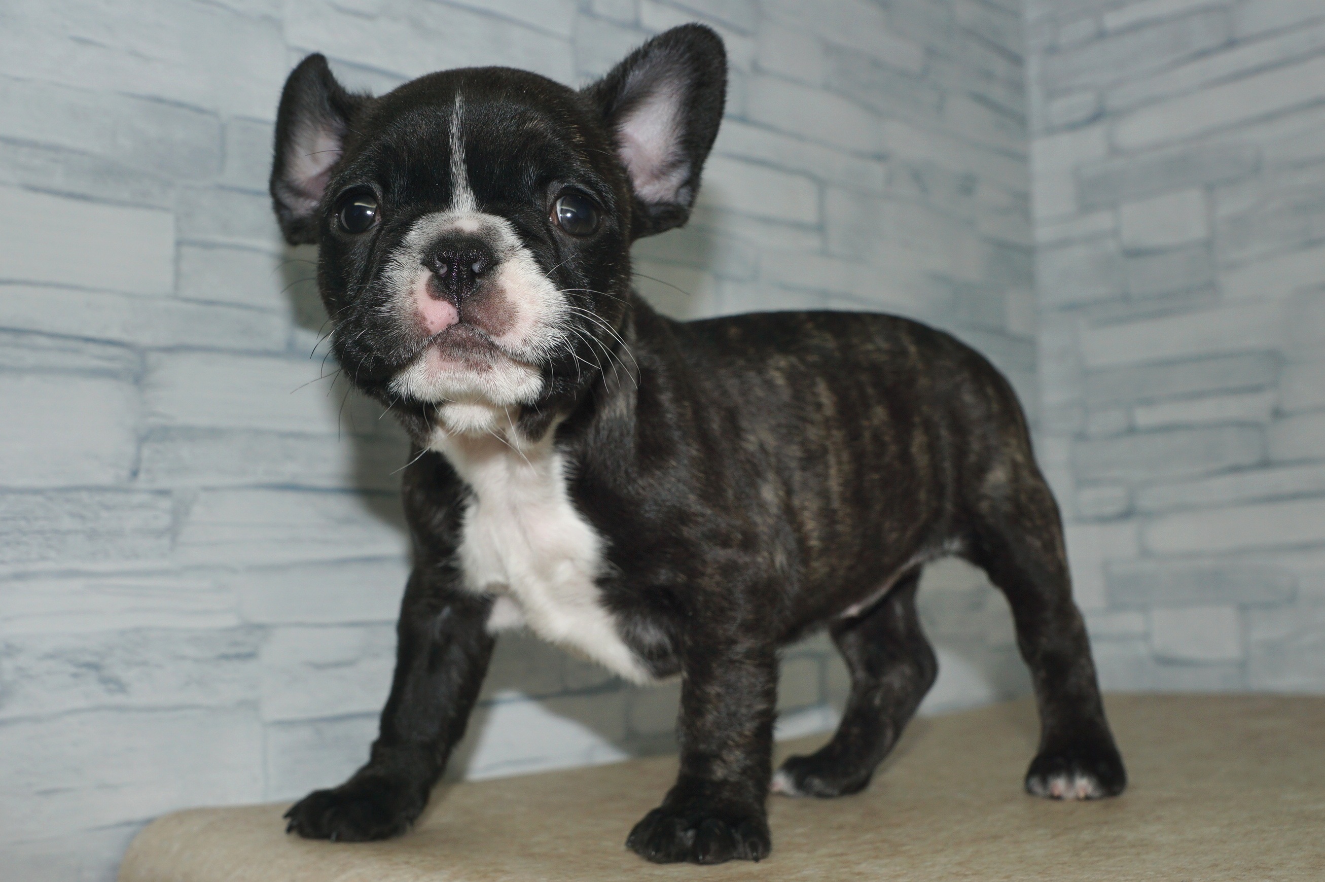 神奈川県のフレンチブルドッグ (きくちペット湘南平塚店/2025年12月2日生まれ/女の子/ブリンドル)の子犬の2枚目の画像