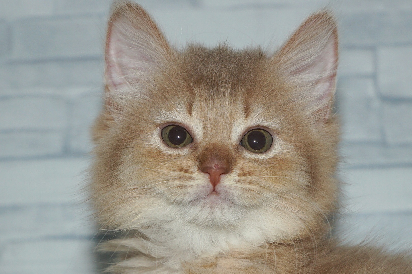 神奈川県のソマリ (きくちペット湘南平塚店/2025年12月6日生まれ/女の子/フォーン)の子猫の1枚目の画像