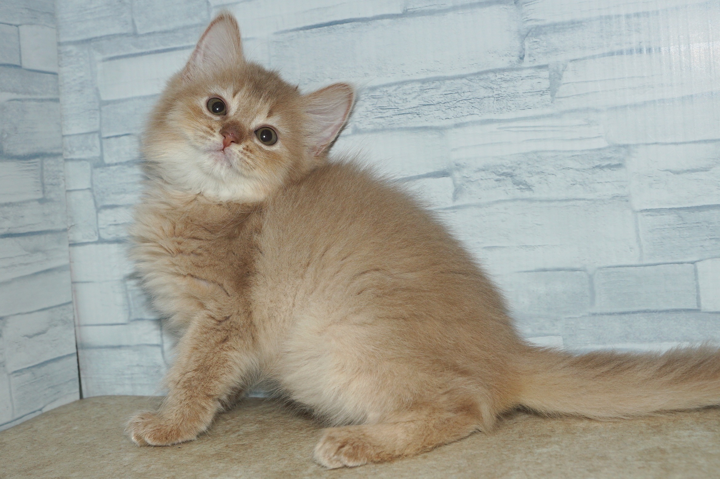 神奈川県のソマリ (きくちペット湘南平塚店/2025年12月6日生まれ/女の子/フォーン)の子猫の2枚目の画像