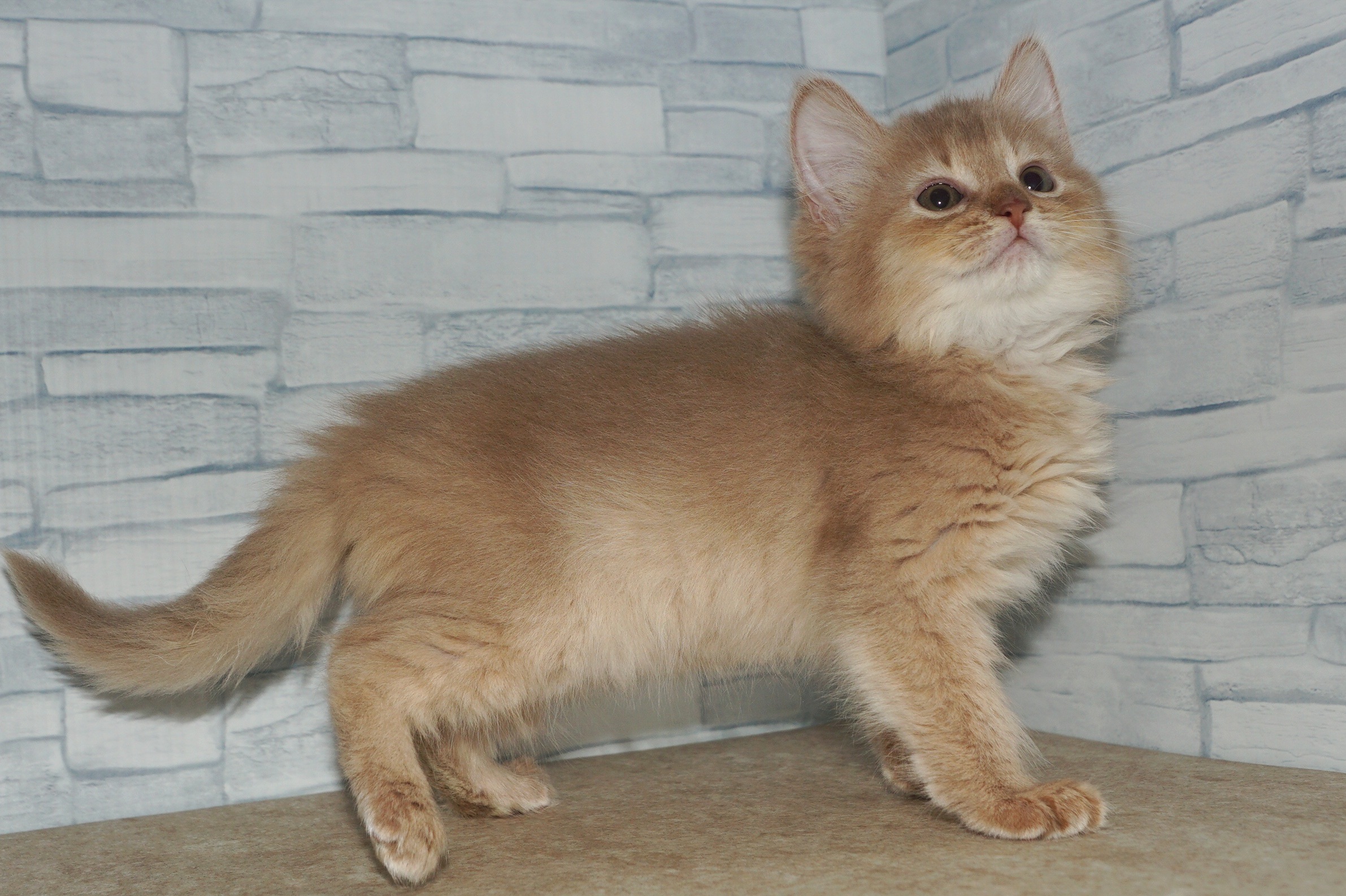 神奈川県のソマリ (きくちペット湘南平塚店/2025年12月6日生まれ/女の子/フォーン)の子猫の3枚目の画像