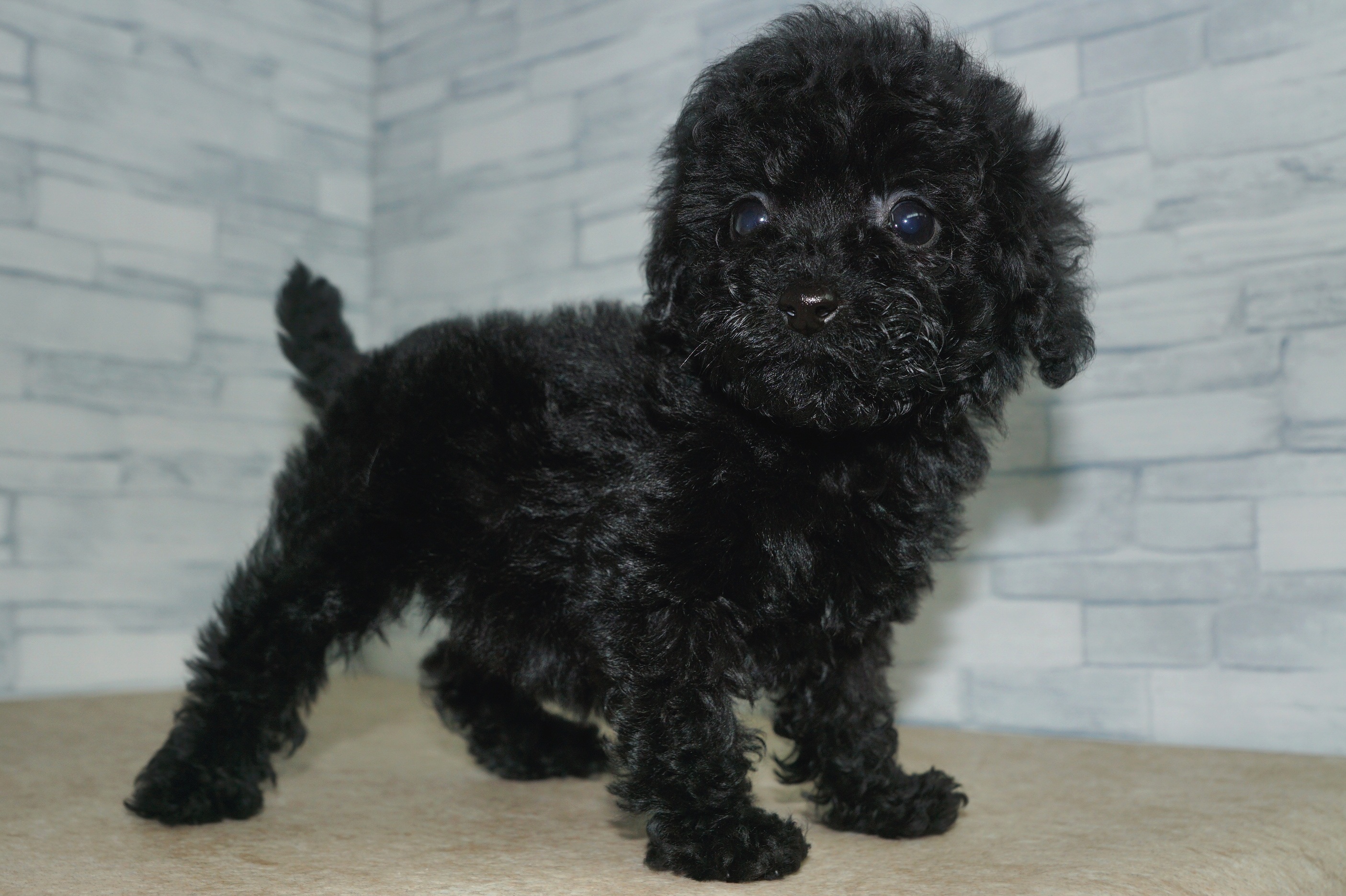 神奈川県のトイプードル(トイ) (きくちペット湘南平塚店/2025年12月3日生まれ/女の子/ブラック)の子犬の3枚目の画像